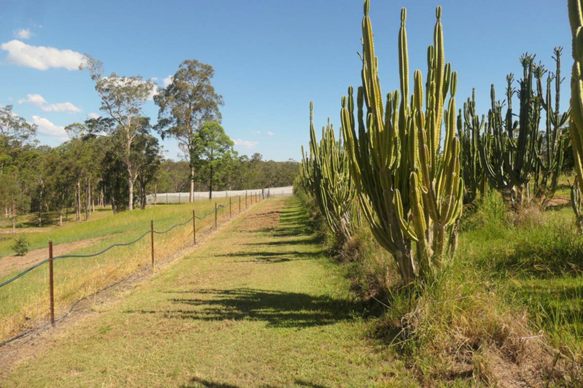 Bulldog For Sale by Farmbuy.com - image 8