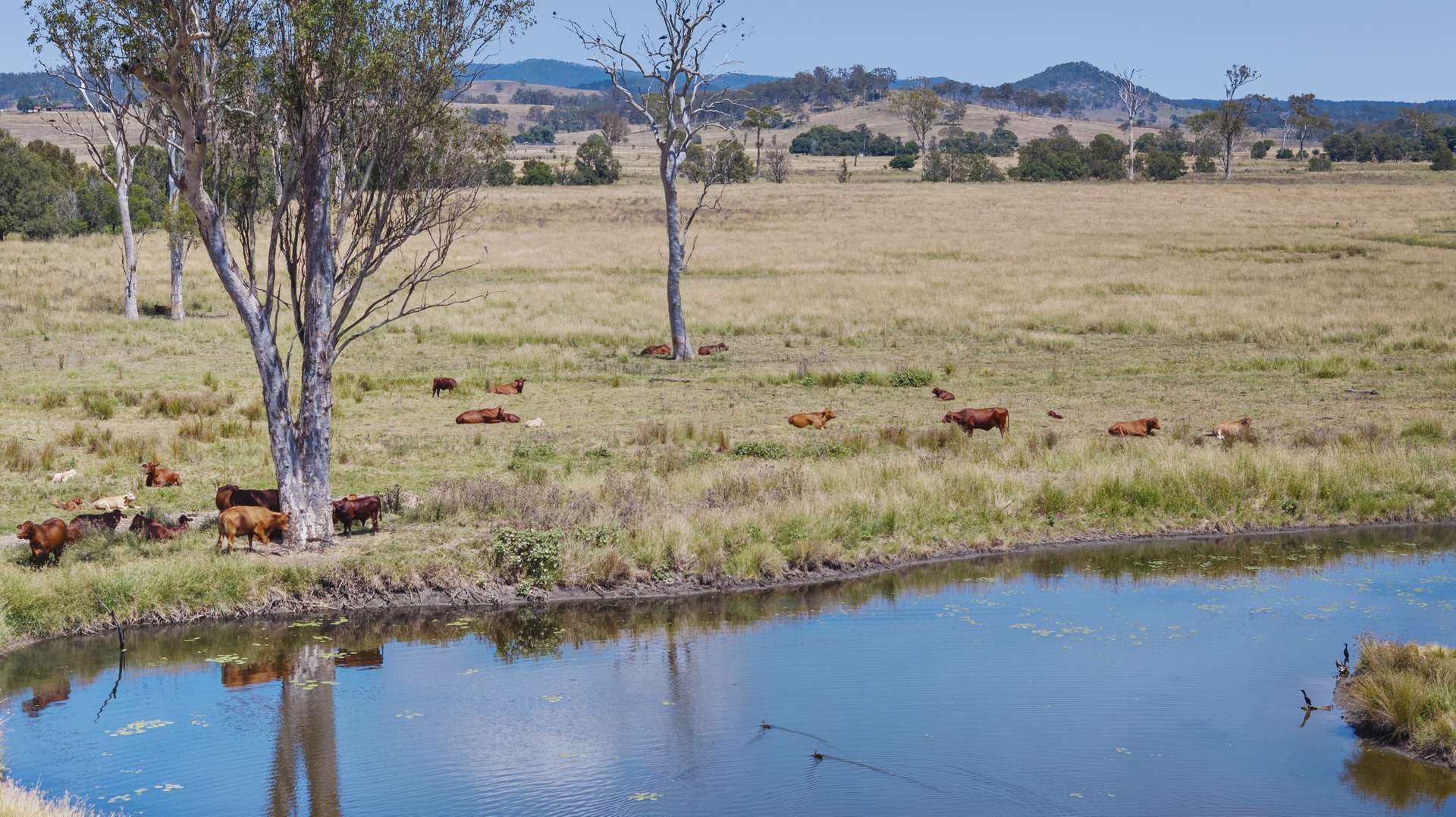 66 Esk Crows Nest Road, Biarra For Sale by Farmbuy.com - image 3