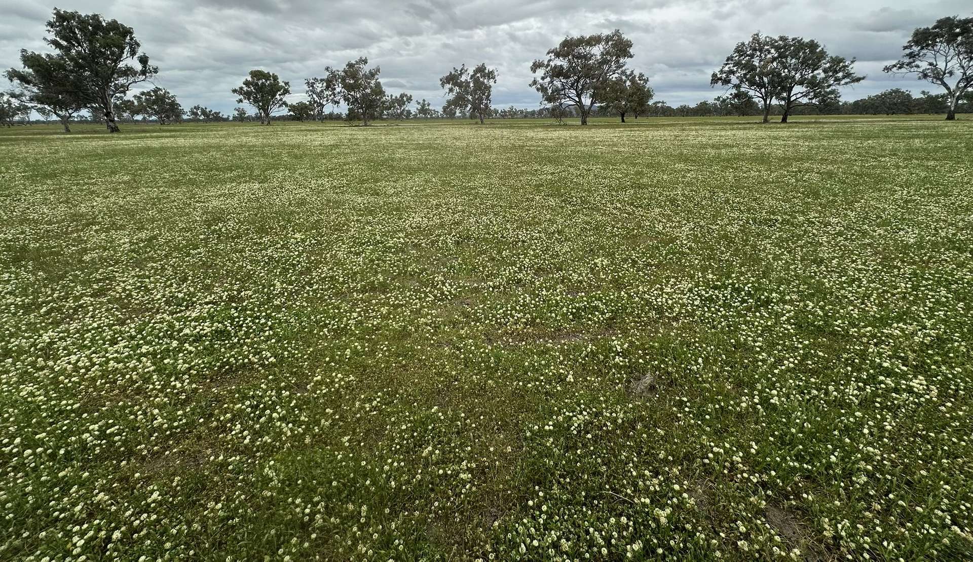 94 Gullifers Road, Forbes For Sale by Farmbuy.com - image 2