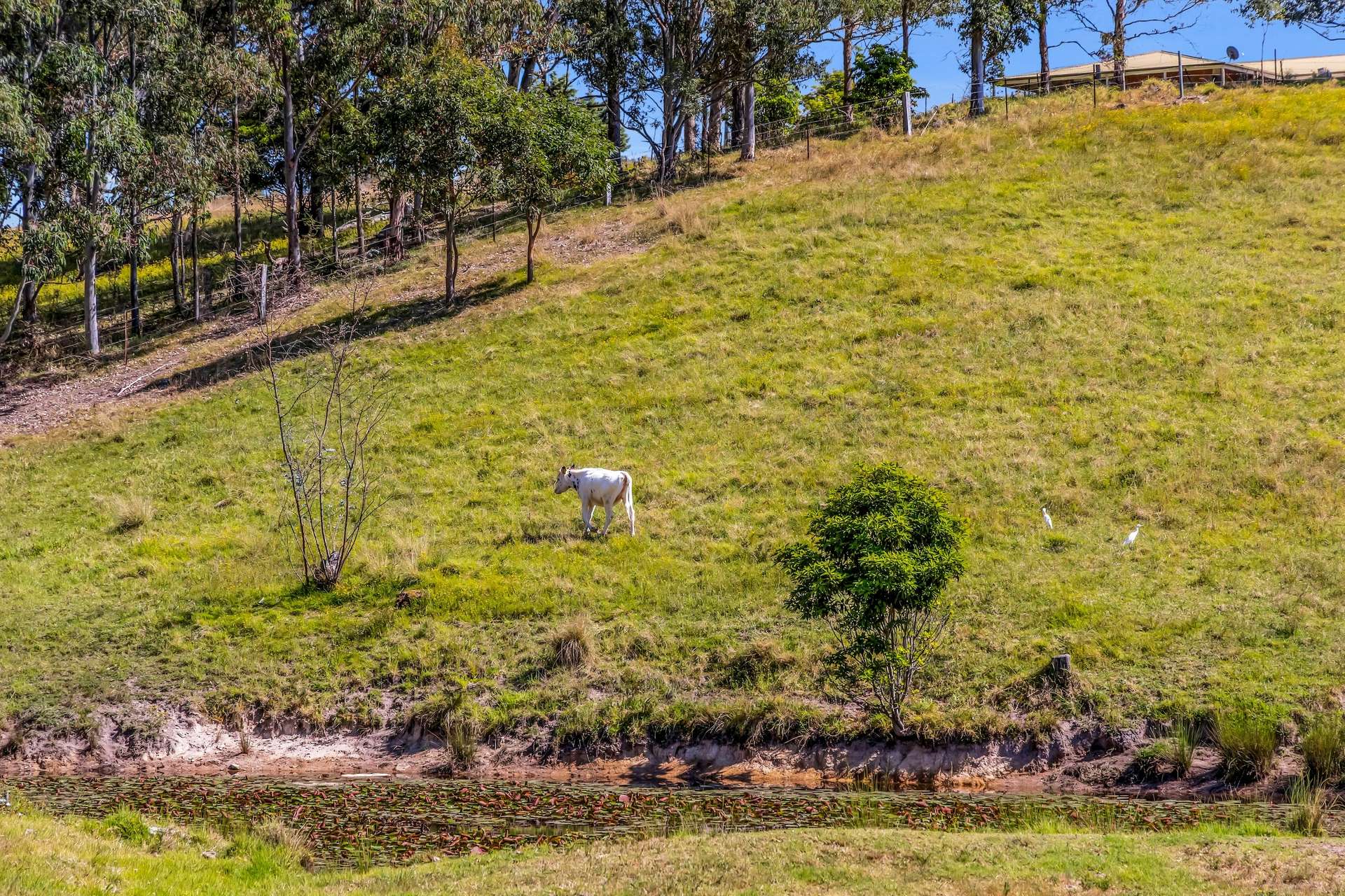 90 Kerrisons Lane, Bega For Sale by Farmbuy.com - image 27