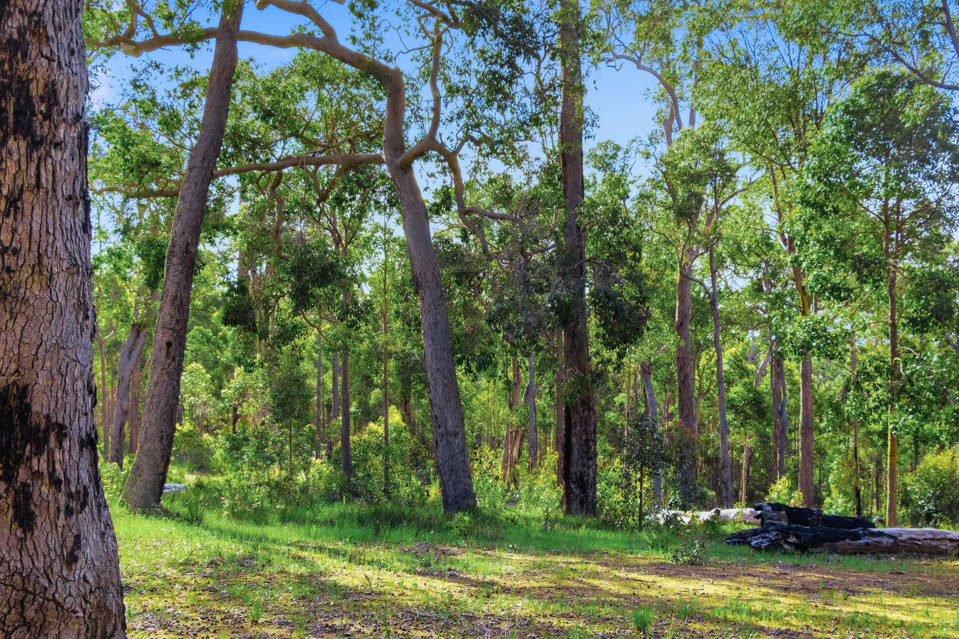 7953 Brockman Highway, Nannup For Sale by Farmbuy.com - image 15