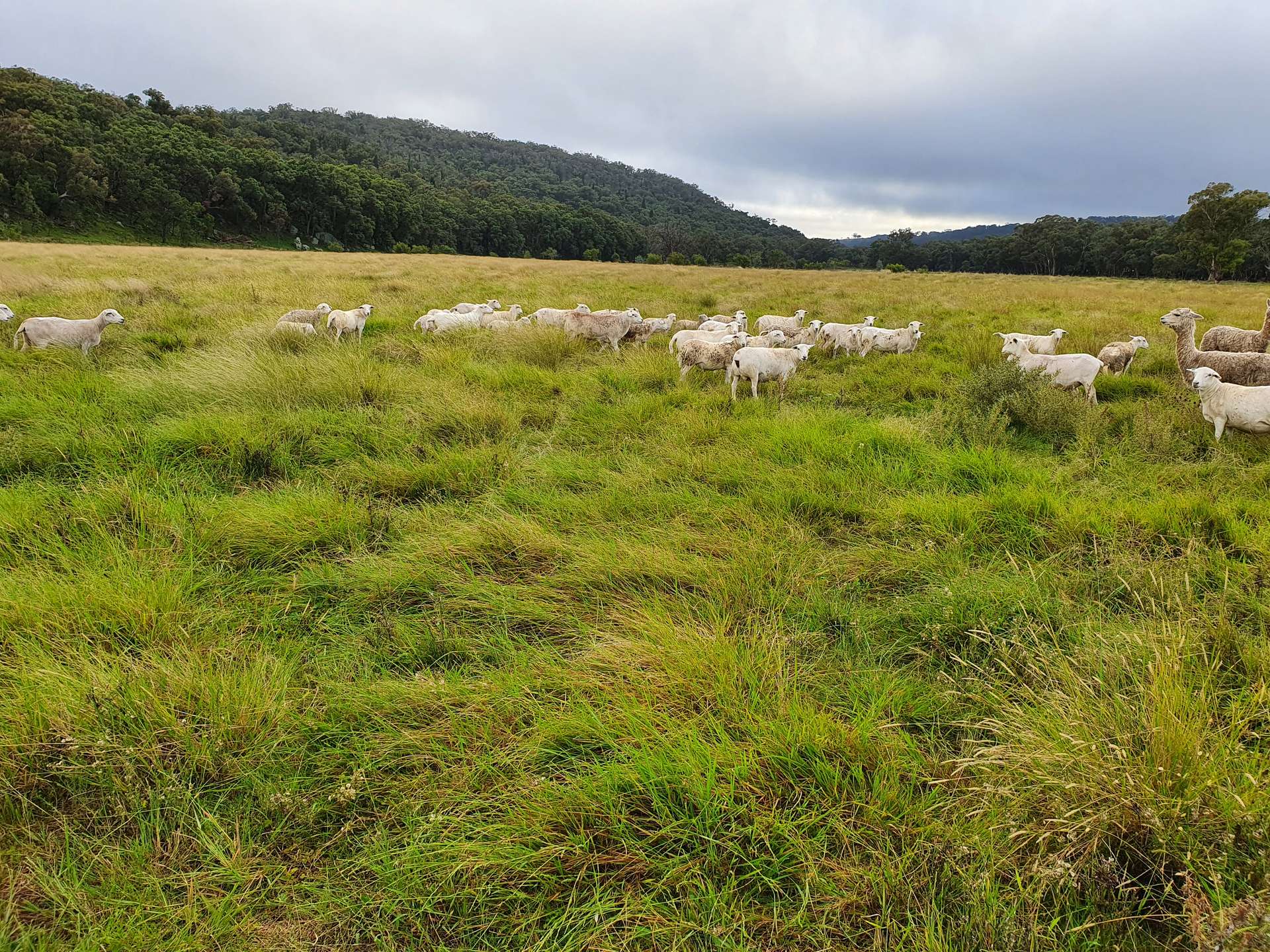 Coolah For Sale by Farmbuy.com - image 7