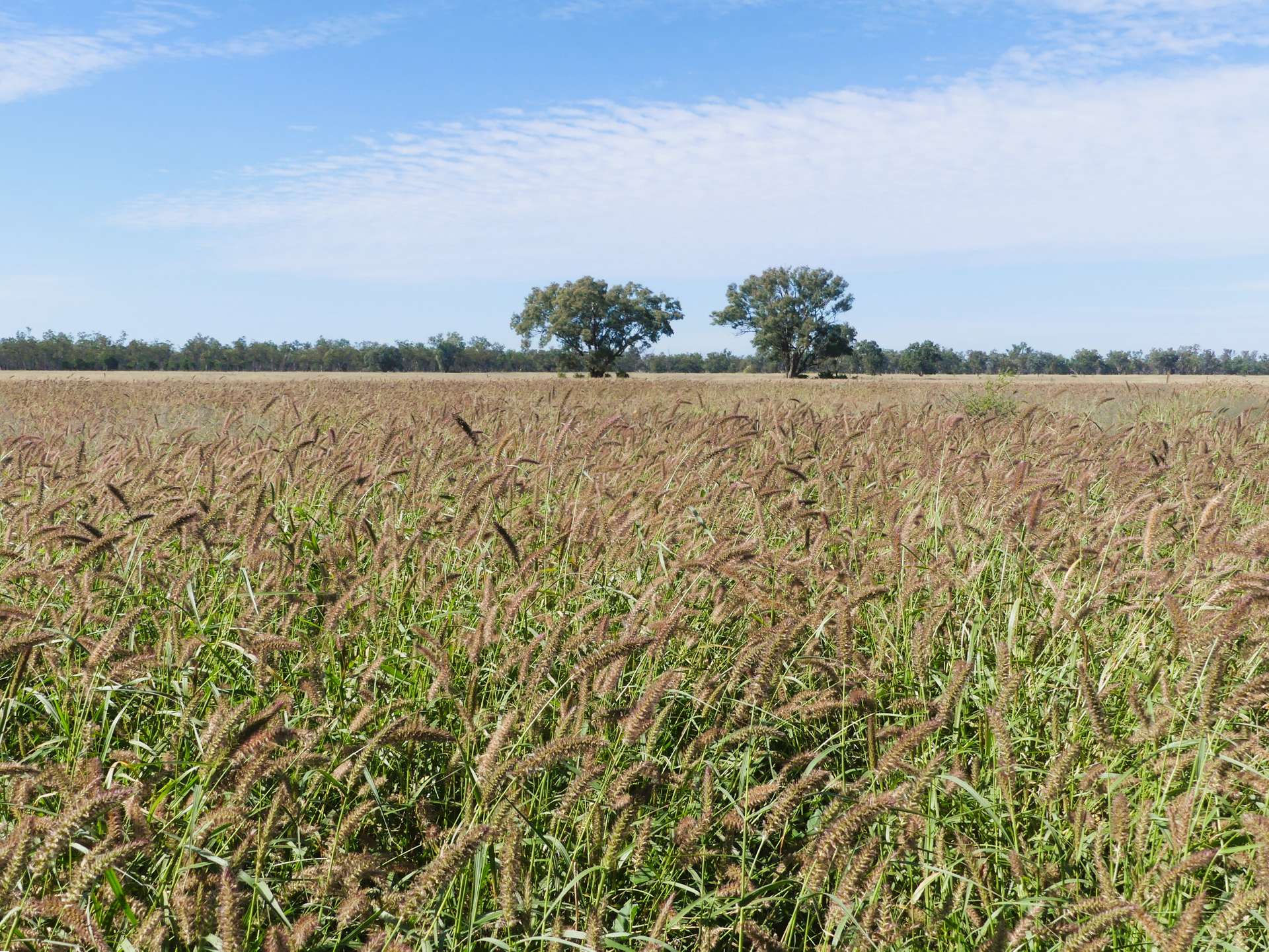 'Glencoe' 28547 Carnarvon Highway, Roma For Sale by Farmbuy.com - image 16