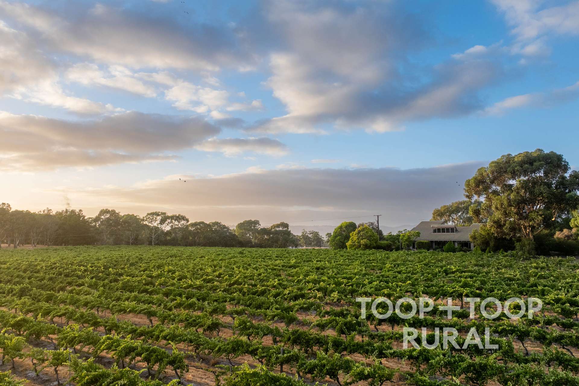 145 Tolley Road, Nuriootpa For Sale by Farmbuy.com - image 3