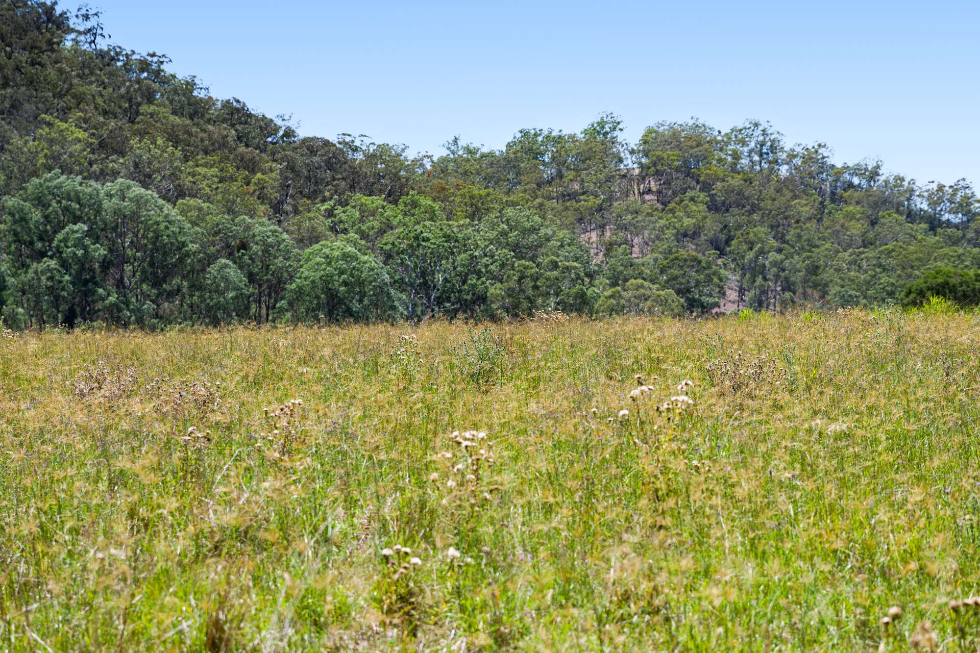 374 Voll Road, Crows Nest Auction by Farmbuy.com - image 27