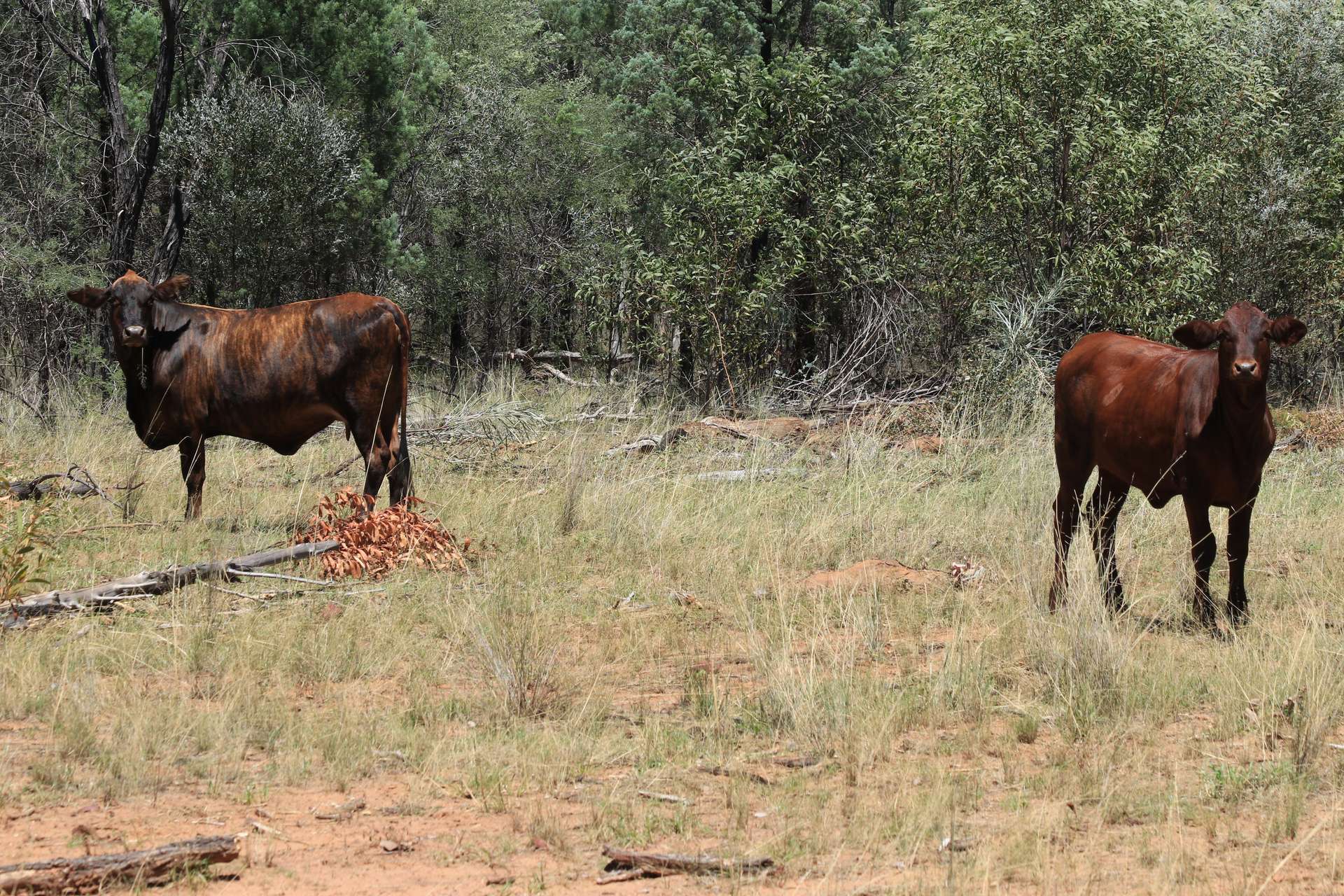 555 Yuleba Surat Road, Yuleba For Sale by Farmbuy.com - image 13