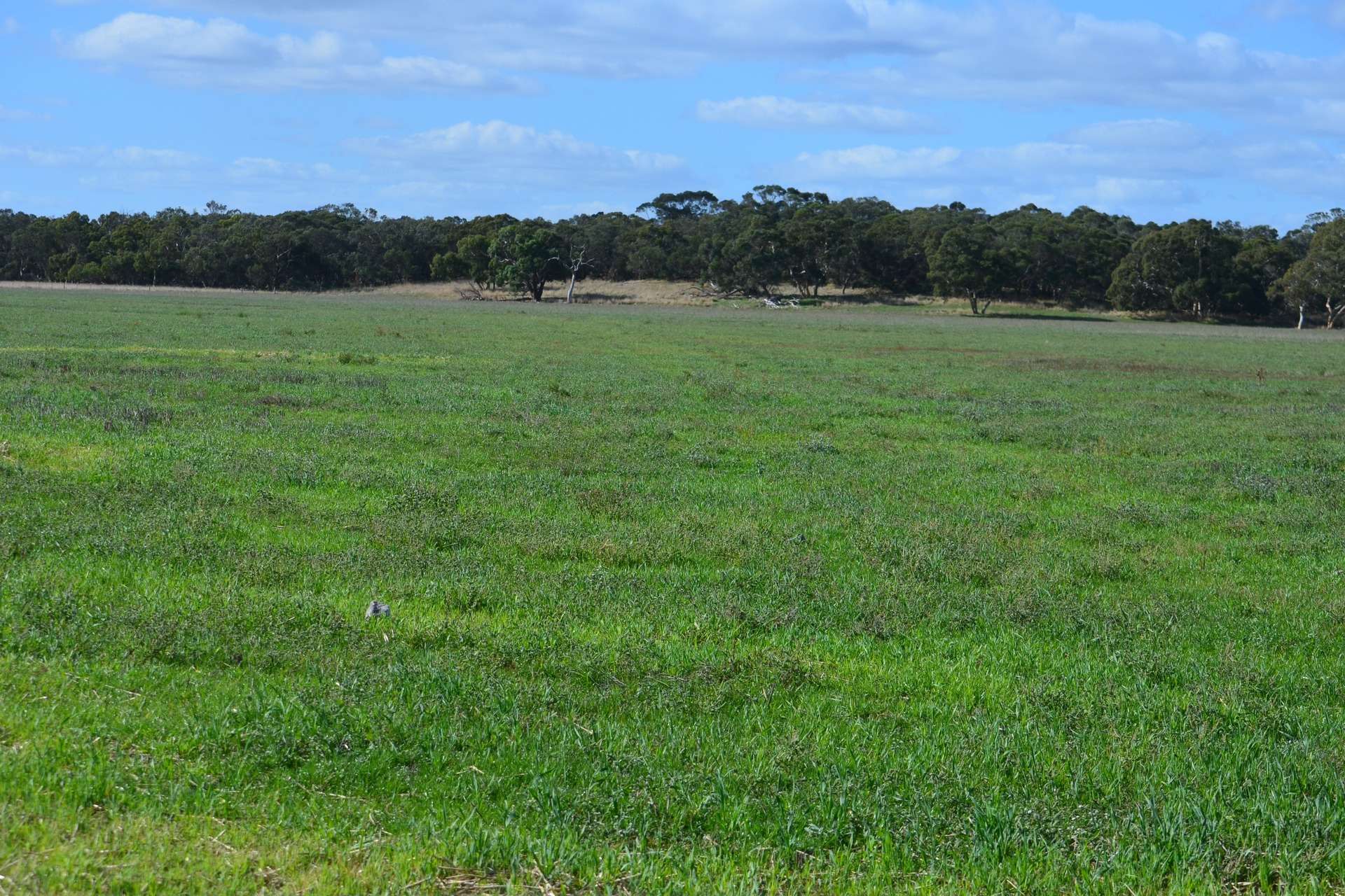 Sec 35 Mail Bridge Road, Kingston Se Tender by Farmbuy.com - image 11