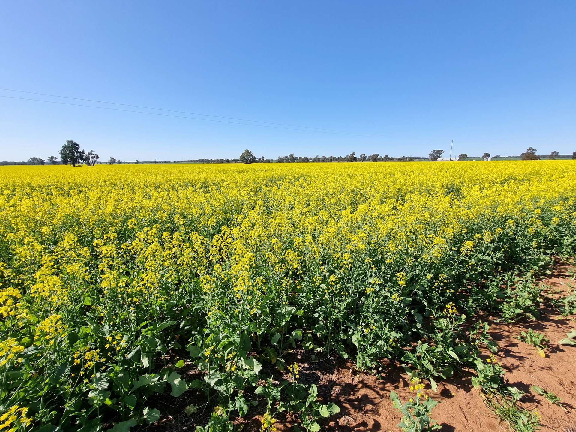 'Craignish' 847 Mirrool South Road, Beckom For Sale by Farmbuy.com - image 12