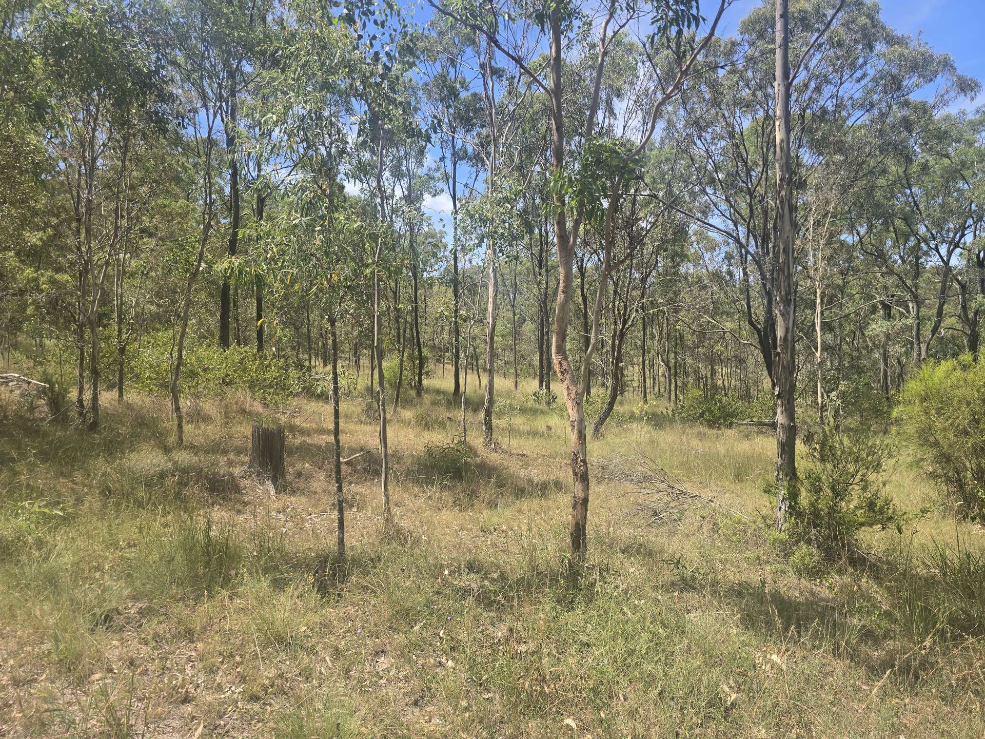 Lot 389 East Cooyar Road, Cooyar For Sale by Farmbuy.com - image 14