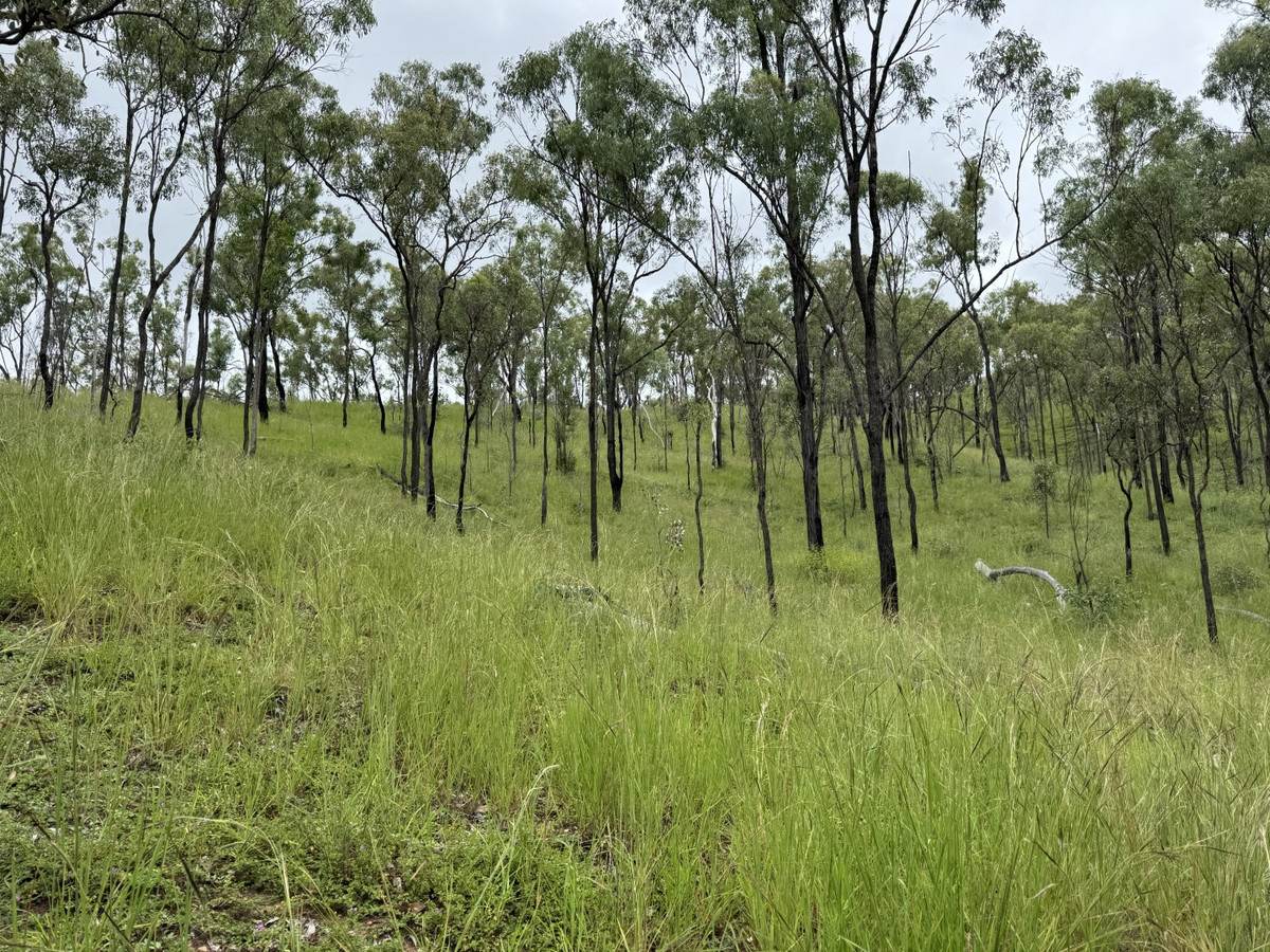 1609 Monal Road, Monto For Sale by Farmbuy.com - image 27