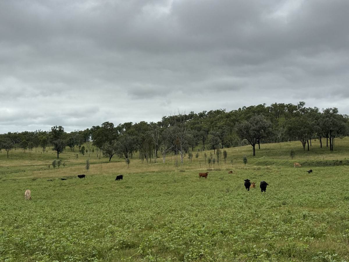 1609 Monal Road, Monto For Sale by Farmbuy.com - image 19