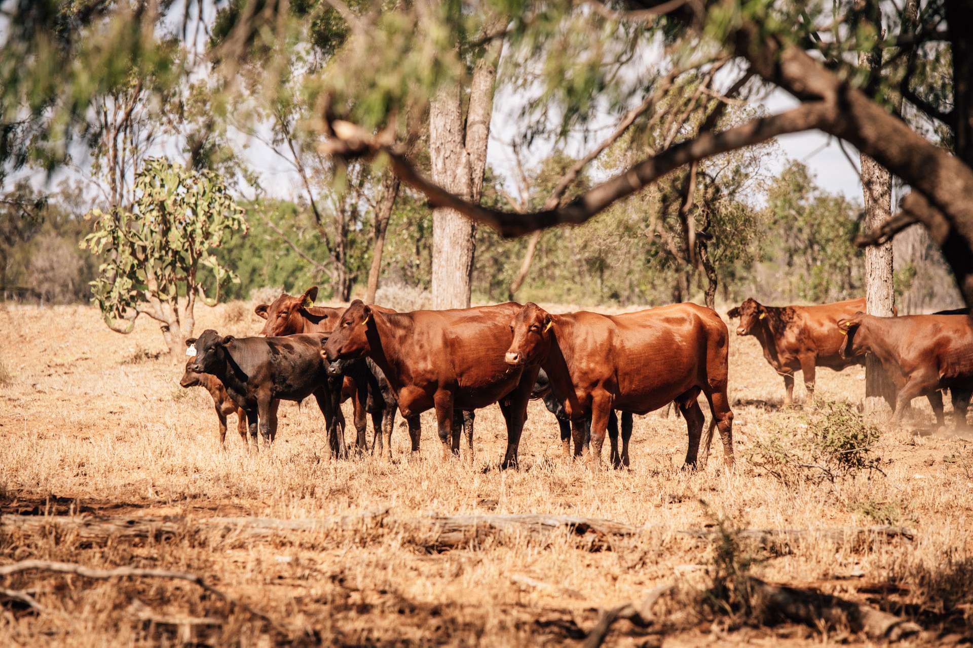 Tingun For Sale by Farmbuy.com - image 4