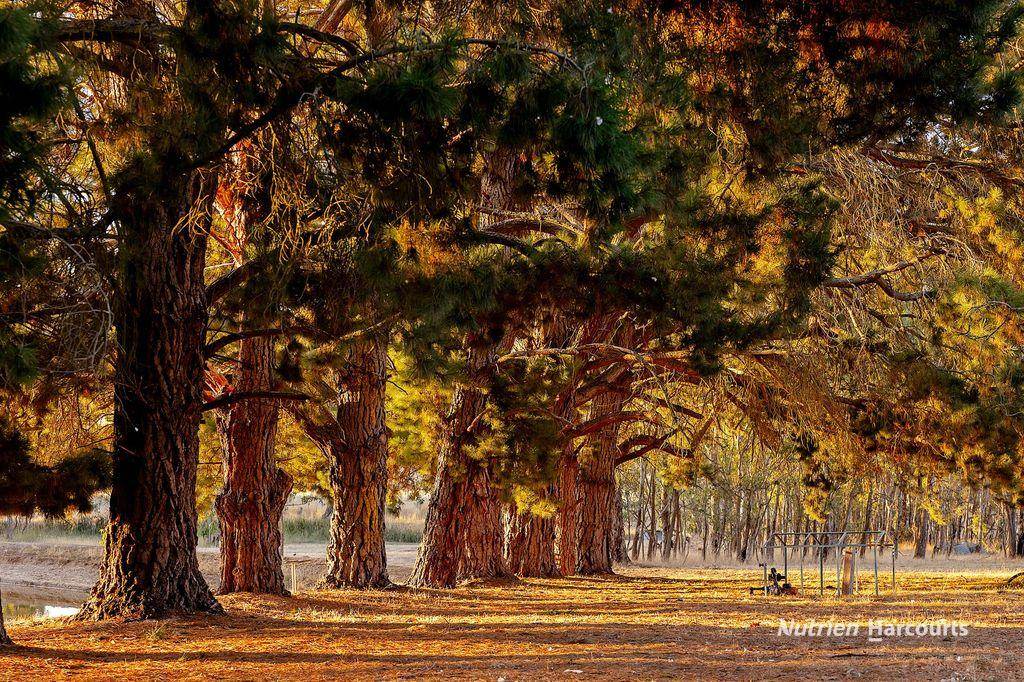 810 Coojar Lane, Tarrayoukyan For Sale by Farmbuy.com - image 19