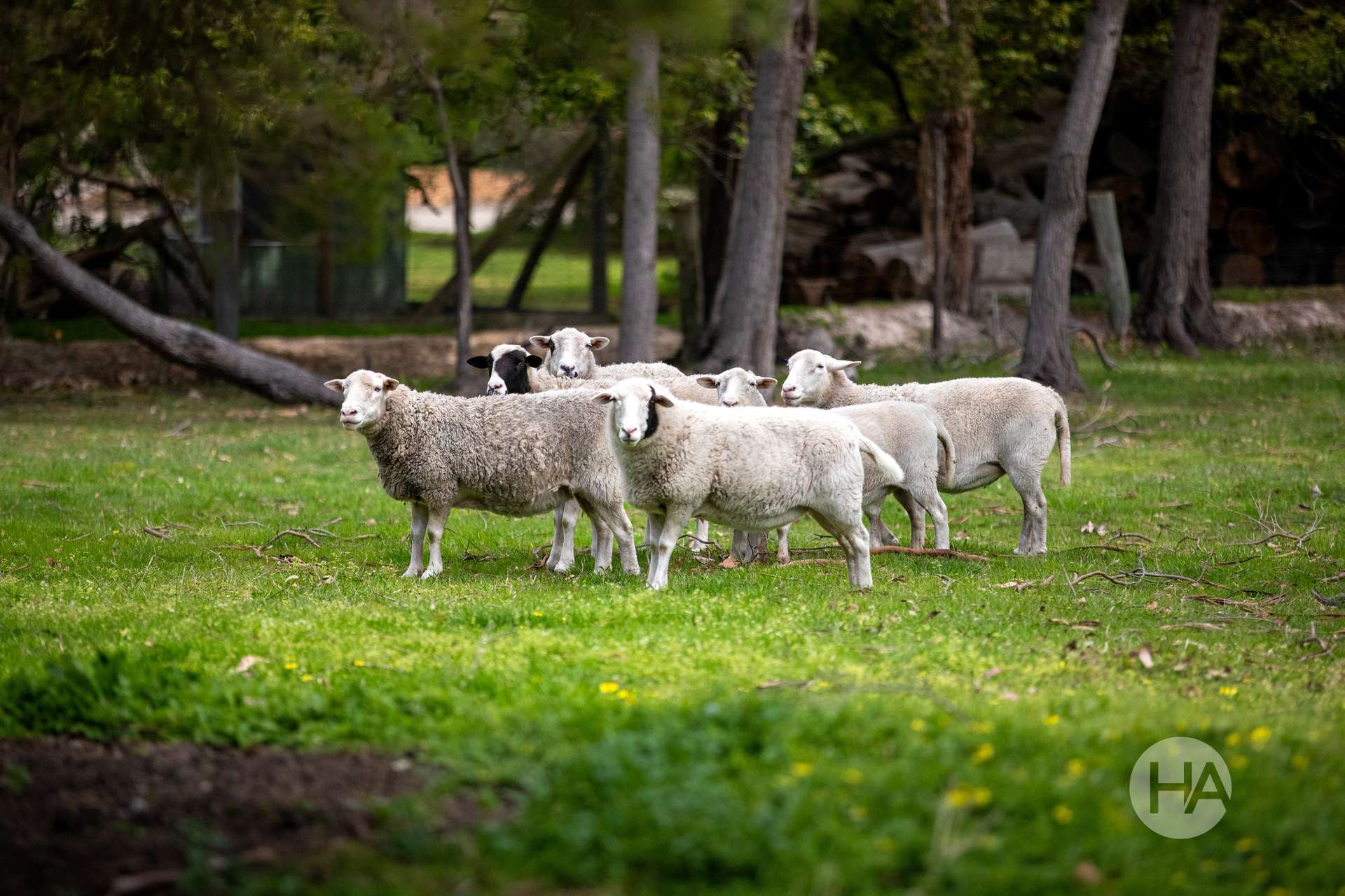 55 Newton Avenue, Langwarrin South For Sale by Farmbuy.com - image 17