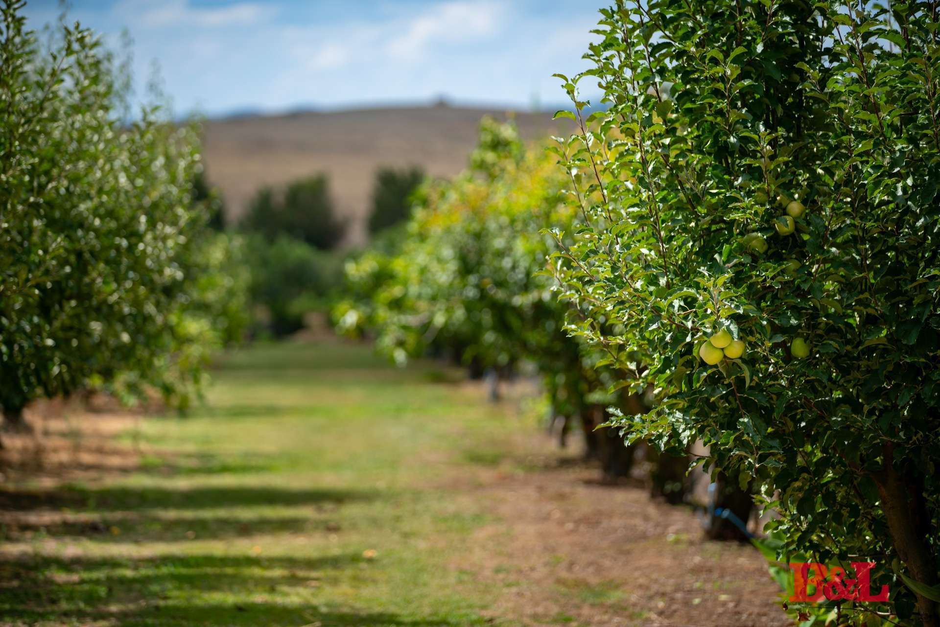 7 Melrose Drive, Raglan For Sale by Farmbuy.com - image 33