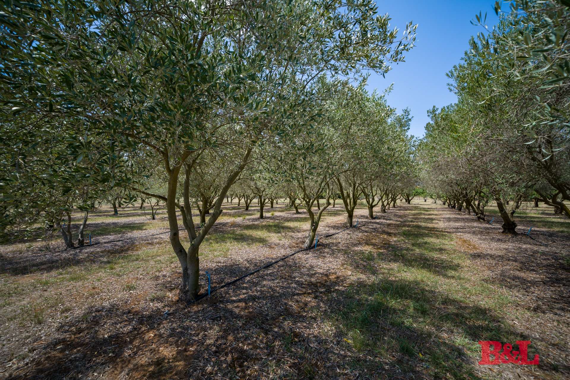 7 Melrose Drive, Raglan For Sale by Farmbuy.com - image 5