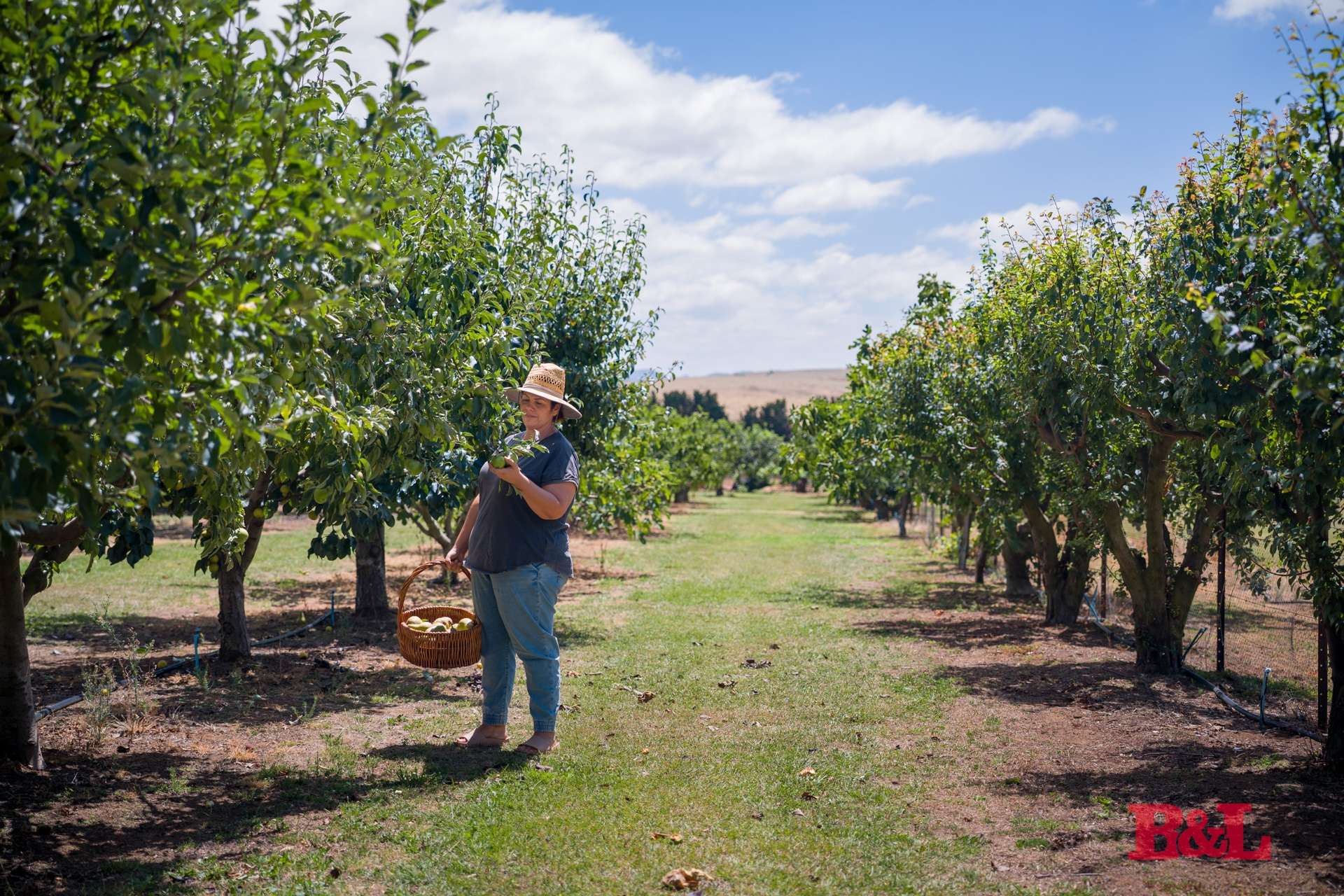 7 Melrose Drive, Raglan For Sale by Farmbuy.com - image 32