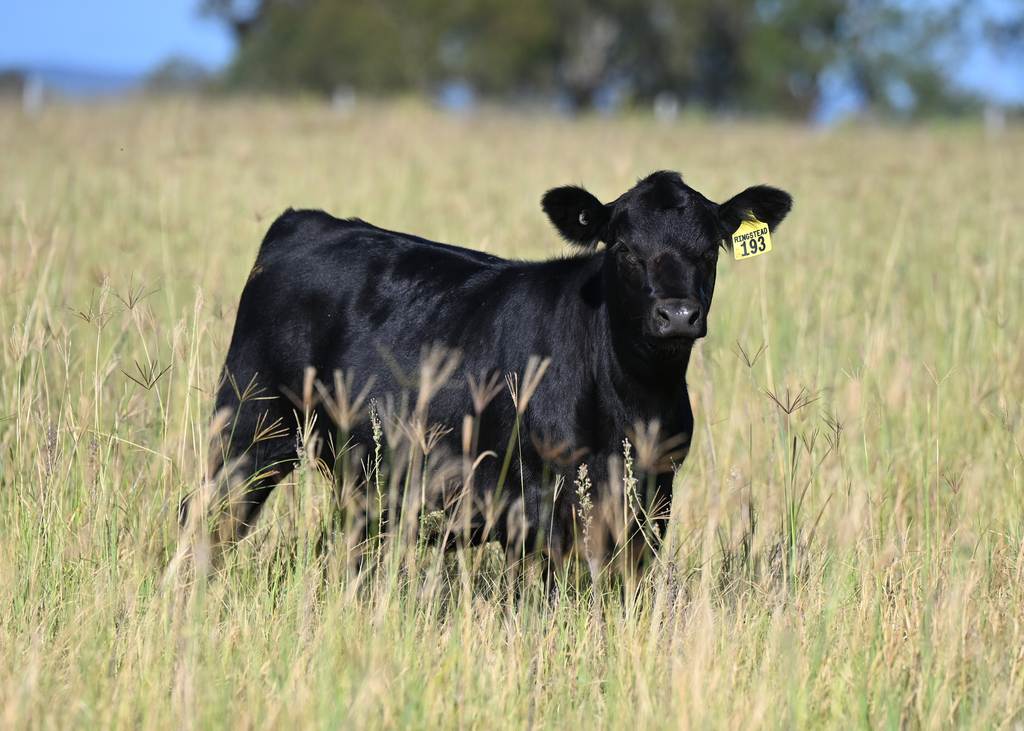 167 Stark Road, Talgai QLD 4362