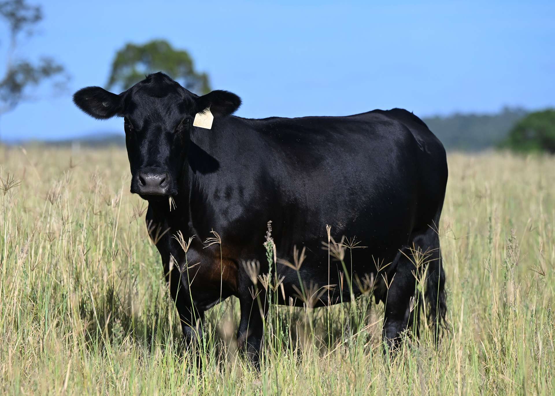 167 Stark Road, Talgai Auction by Farmbuy.com - image 28