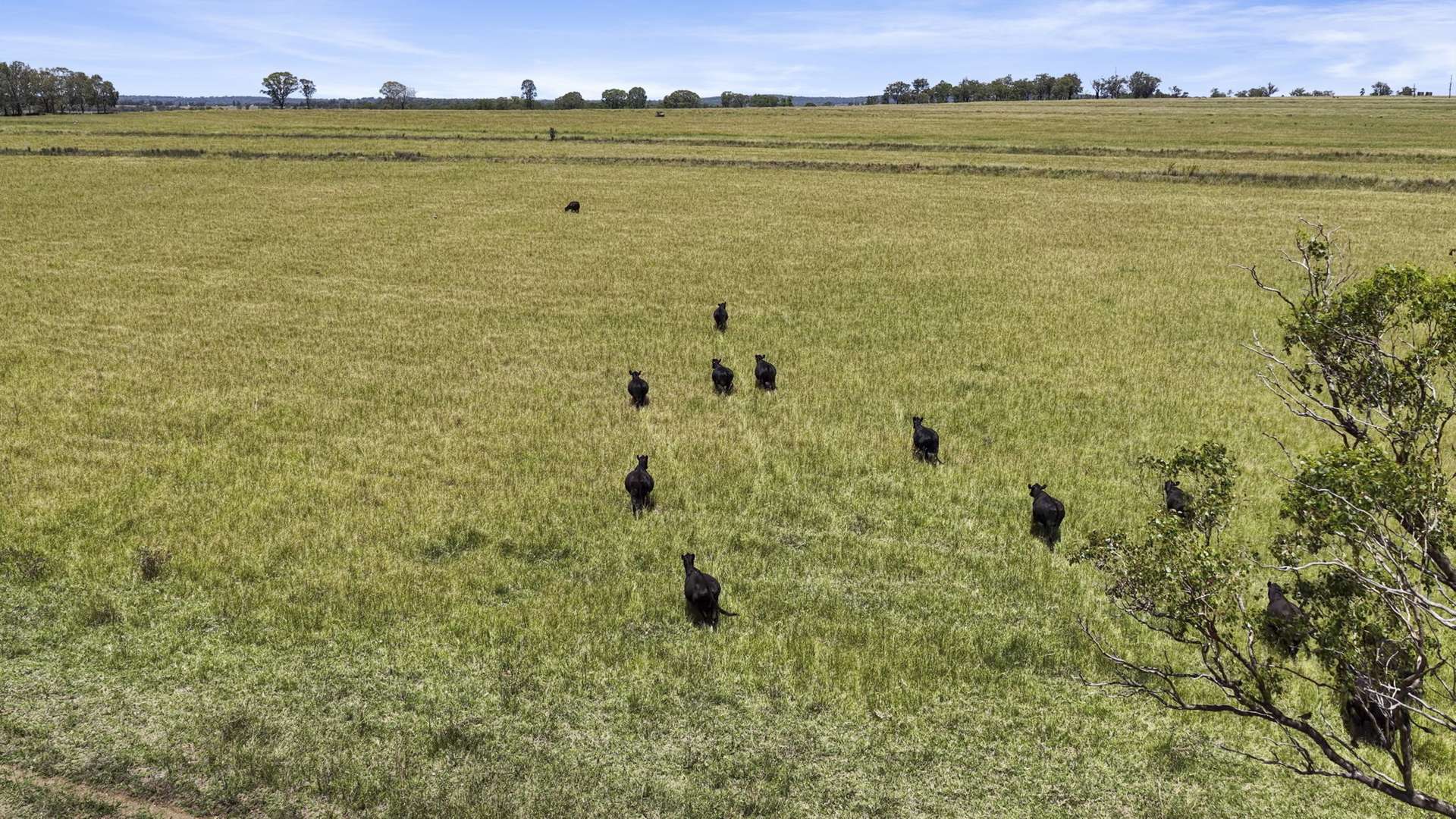 167 Stark Road, Talgai Auction by Farmbuy.com - image 9