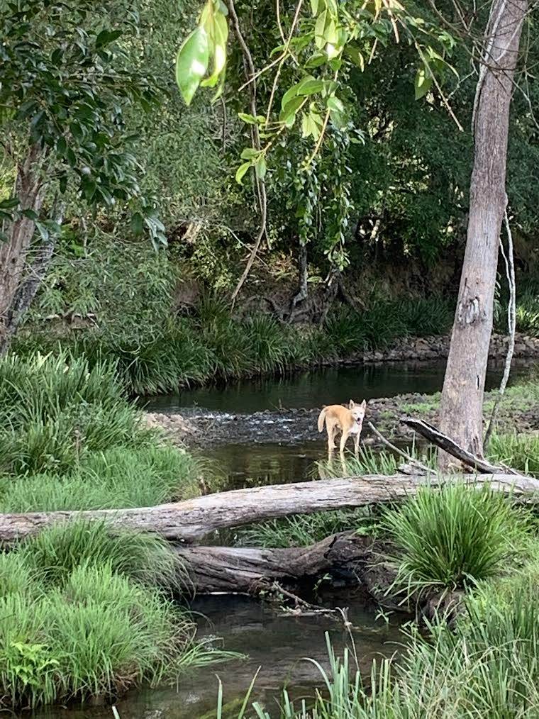 160 Upper Crystal Creek Road, Upper Crystal Creek For Sale by Farmbuy.com - image 34