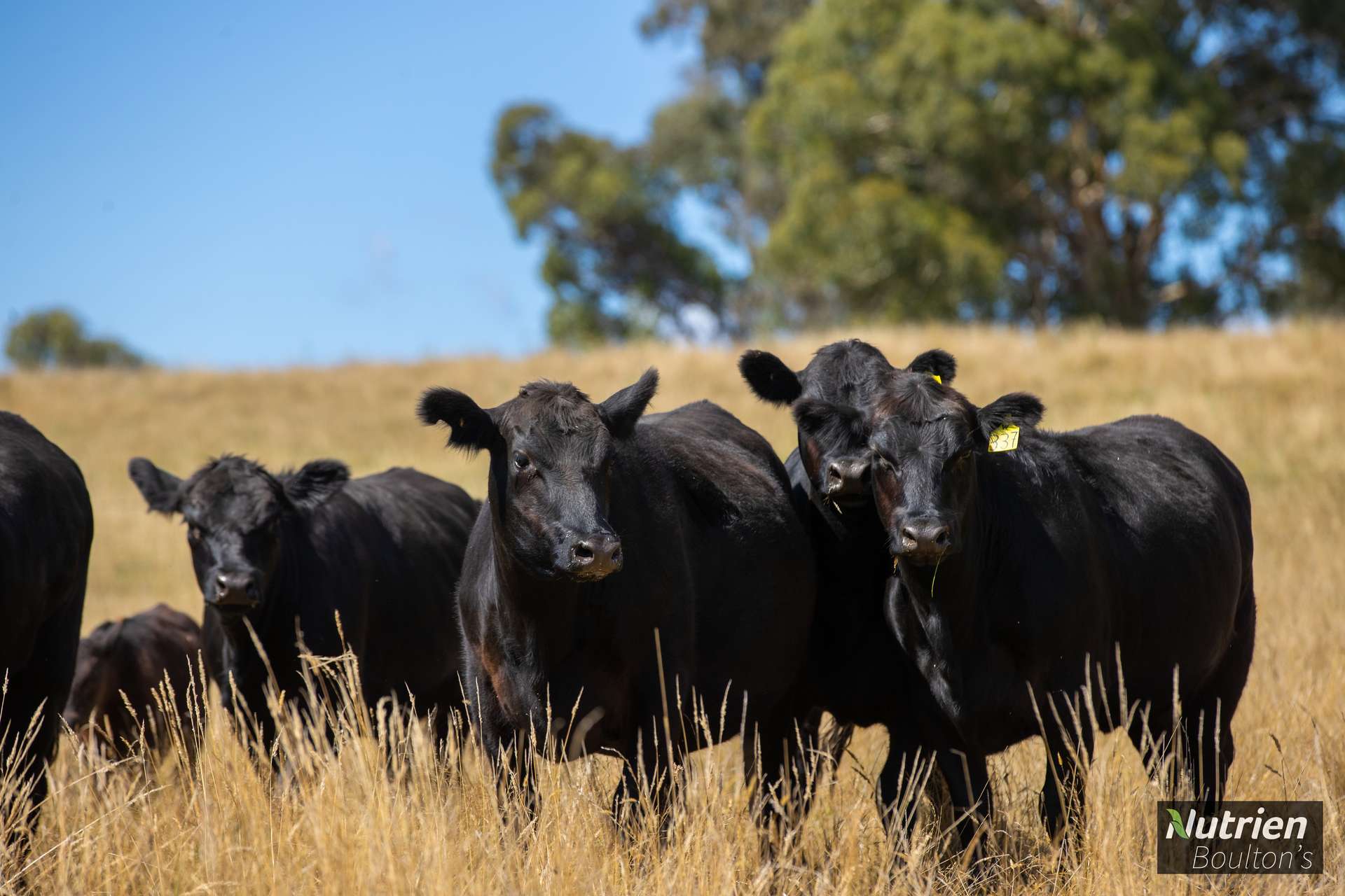 224 Niangala-Walcha Road, Niangala For Sale by Farmbuy.com - image 21