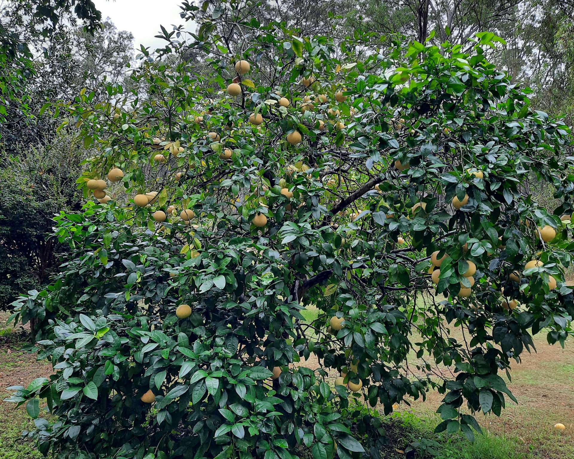 529 Doughboy Road, Doughboy For Sale by Farmbuy.com - image 20