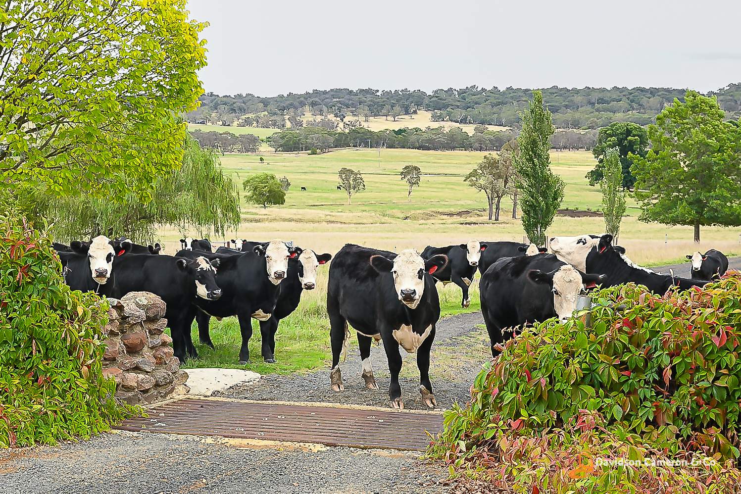 "Langleigh" 14503 Thunderbolts Way, Walcha For Sale by Farmbuy.com - image 3