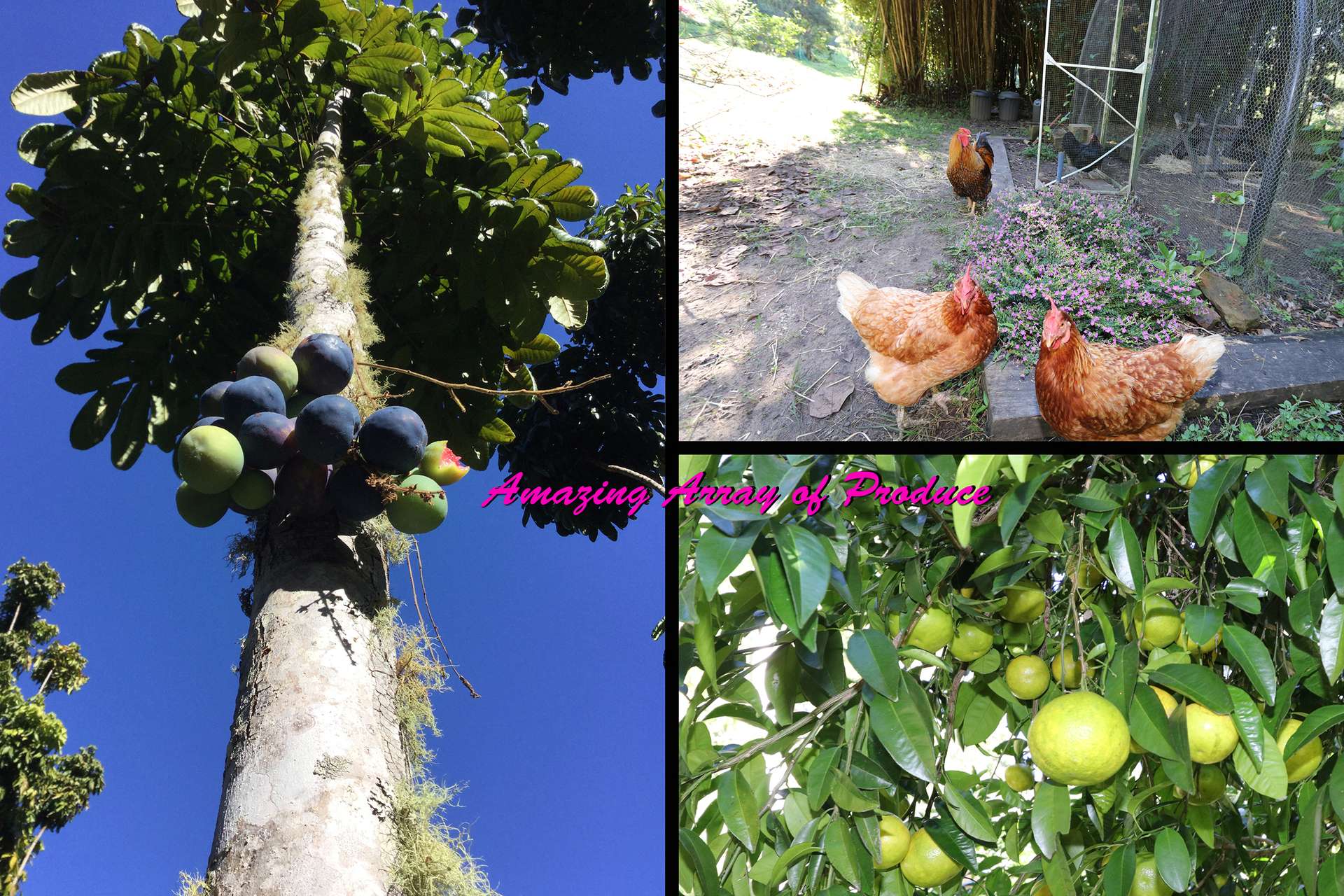 240 Stanger Road, Stony Chute For Sale by Farmbuy.com - image 35