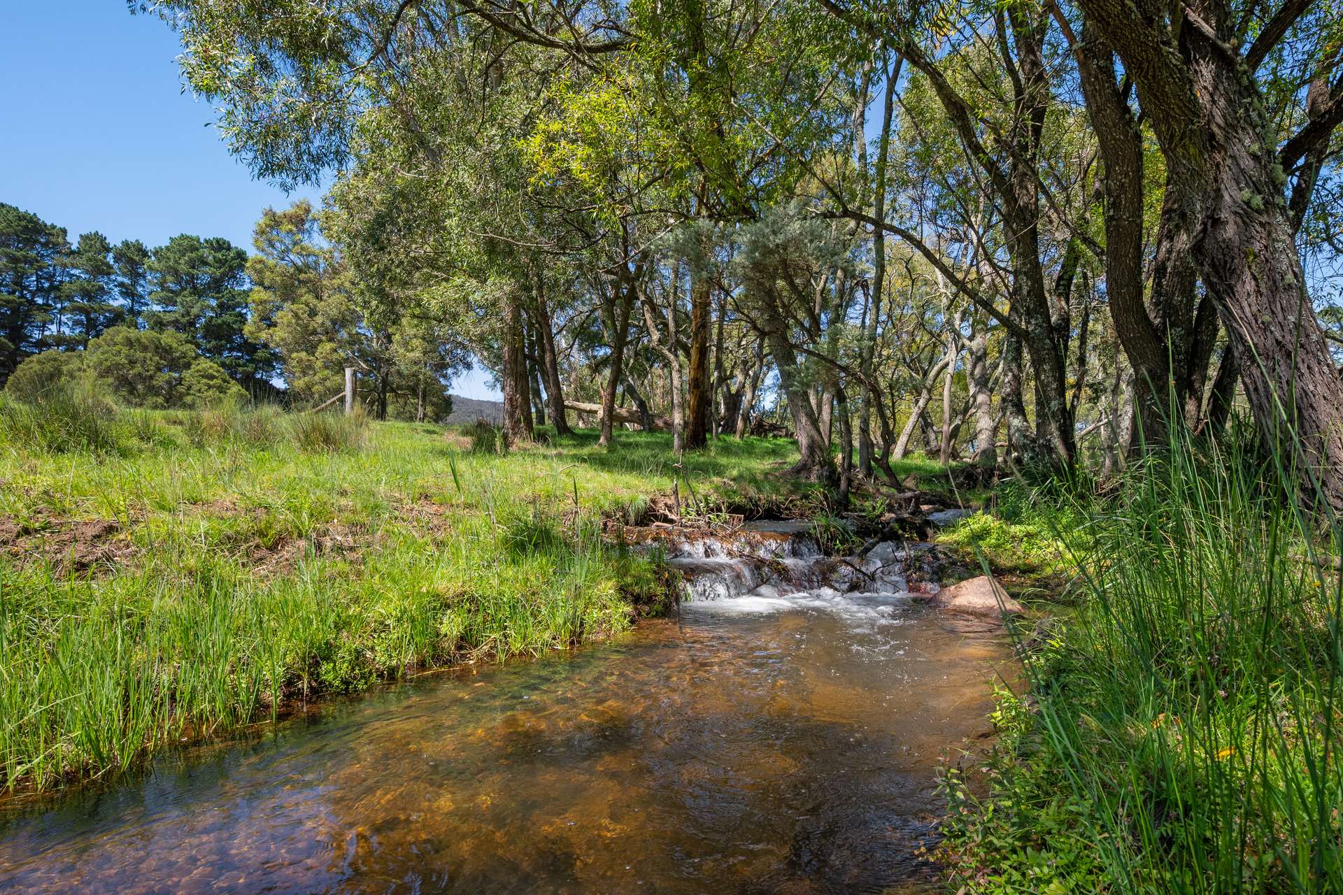 438 Sawyers Ridge Road, Braidwood For Sale by Farmbuy.com - image 16