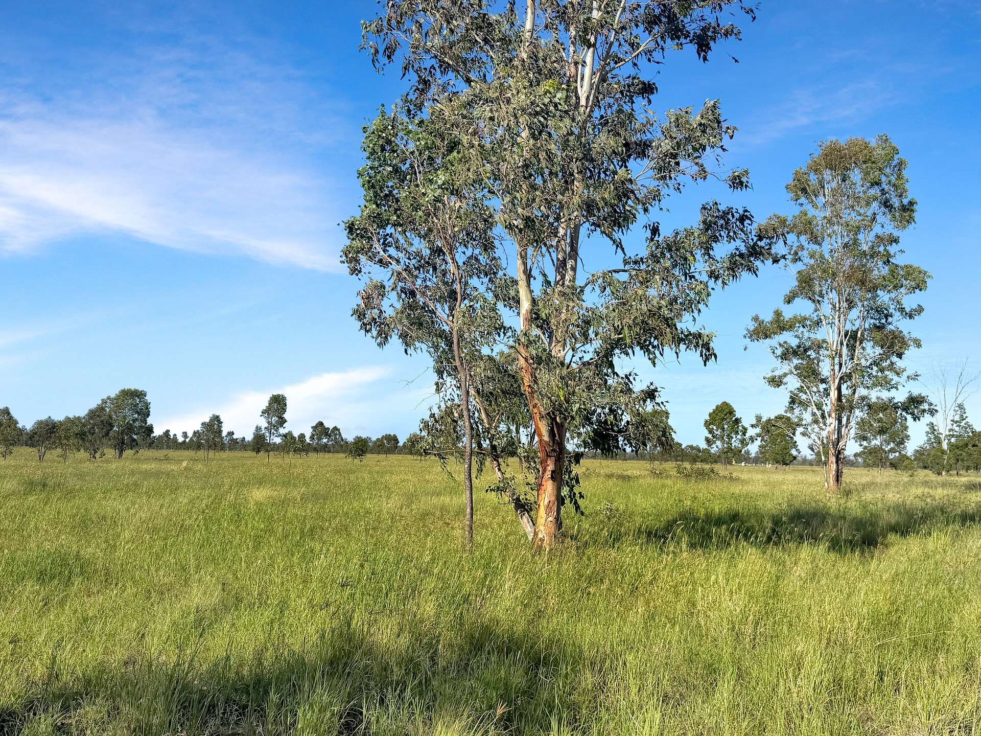 " Four Bar", Dalby For Sale by Farmbuy.com - image 15