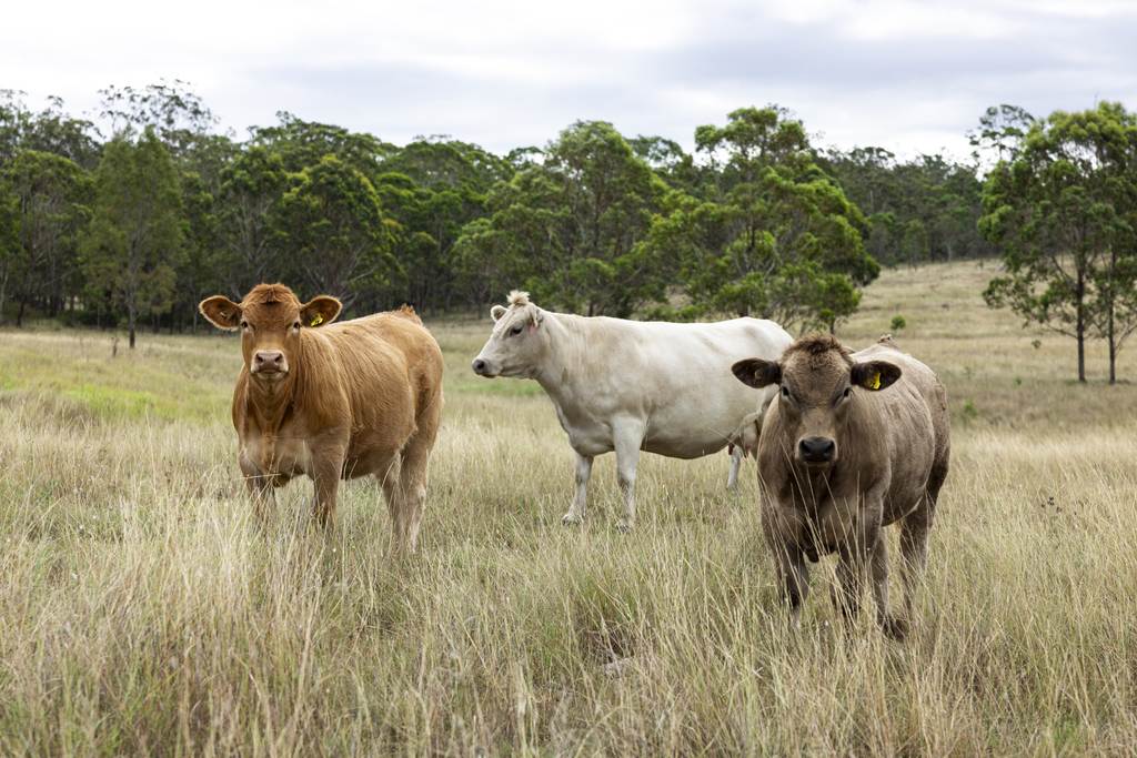 2492 New England Highway, Cooyar QLD 4402