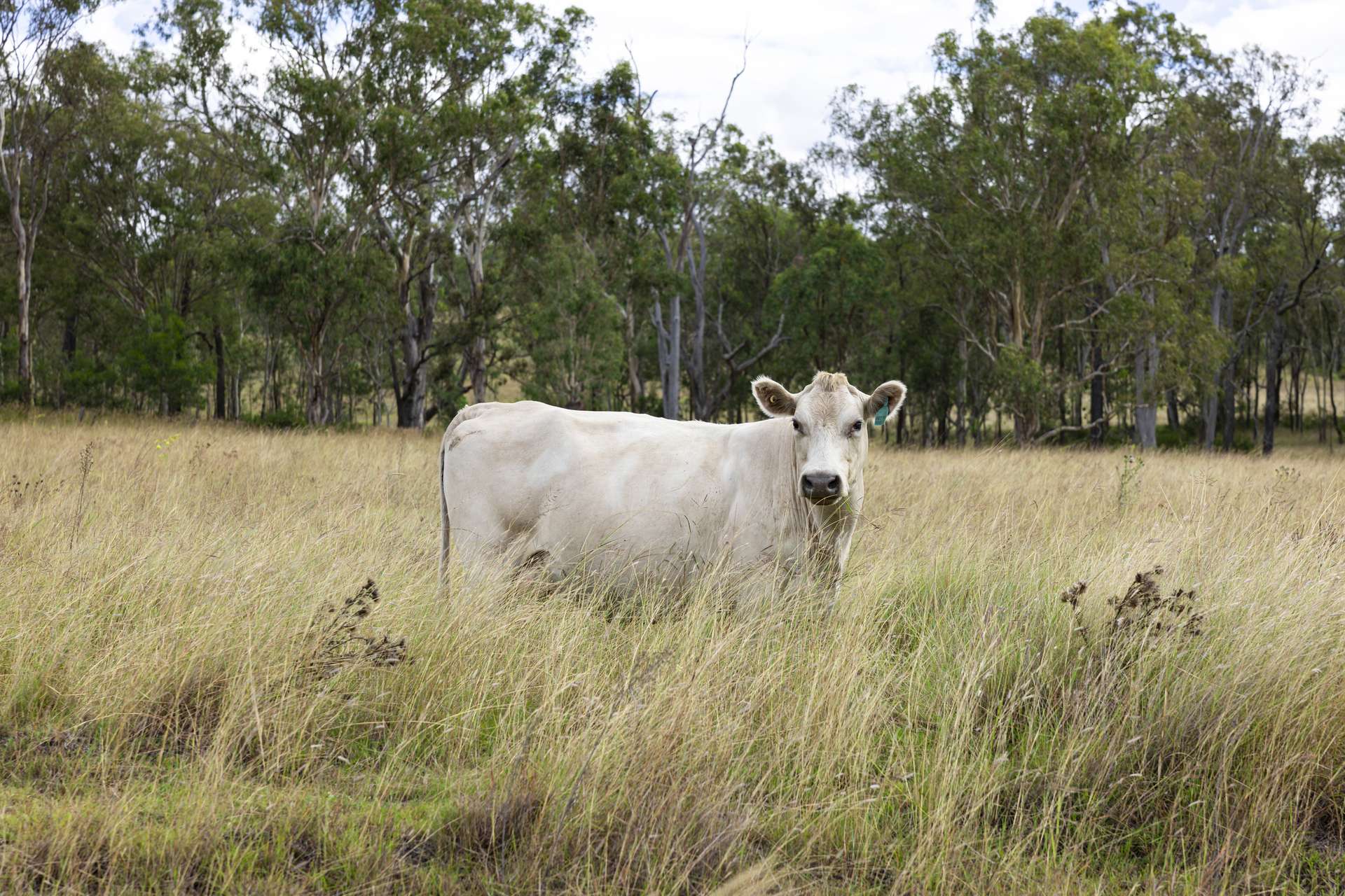 2492 New England Highway, Cooyar For Sale by Farmbuy.com - image 13
