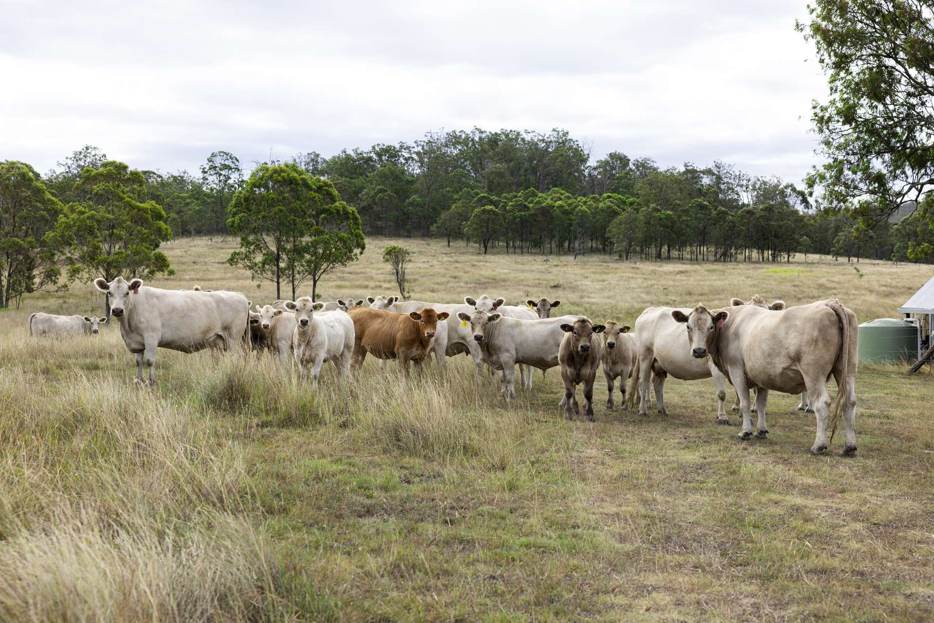 2492 New England Highway, Cooyar For Sale by Farmbuy.com - image 12
