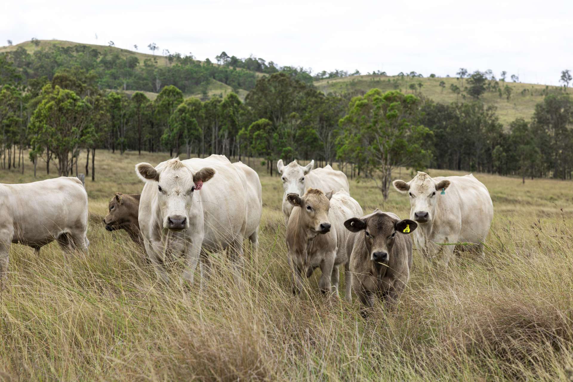 2492 New England Highway, Cooyar For Sale by Farmbuy.com - image 7