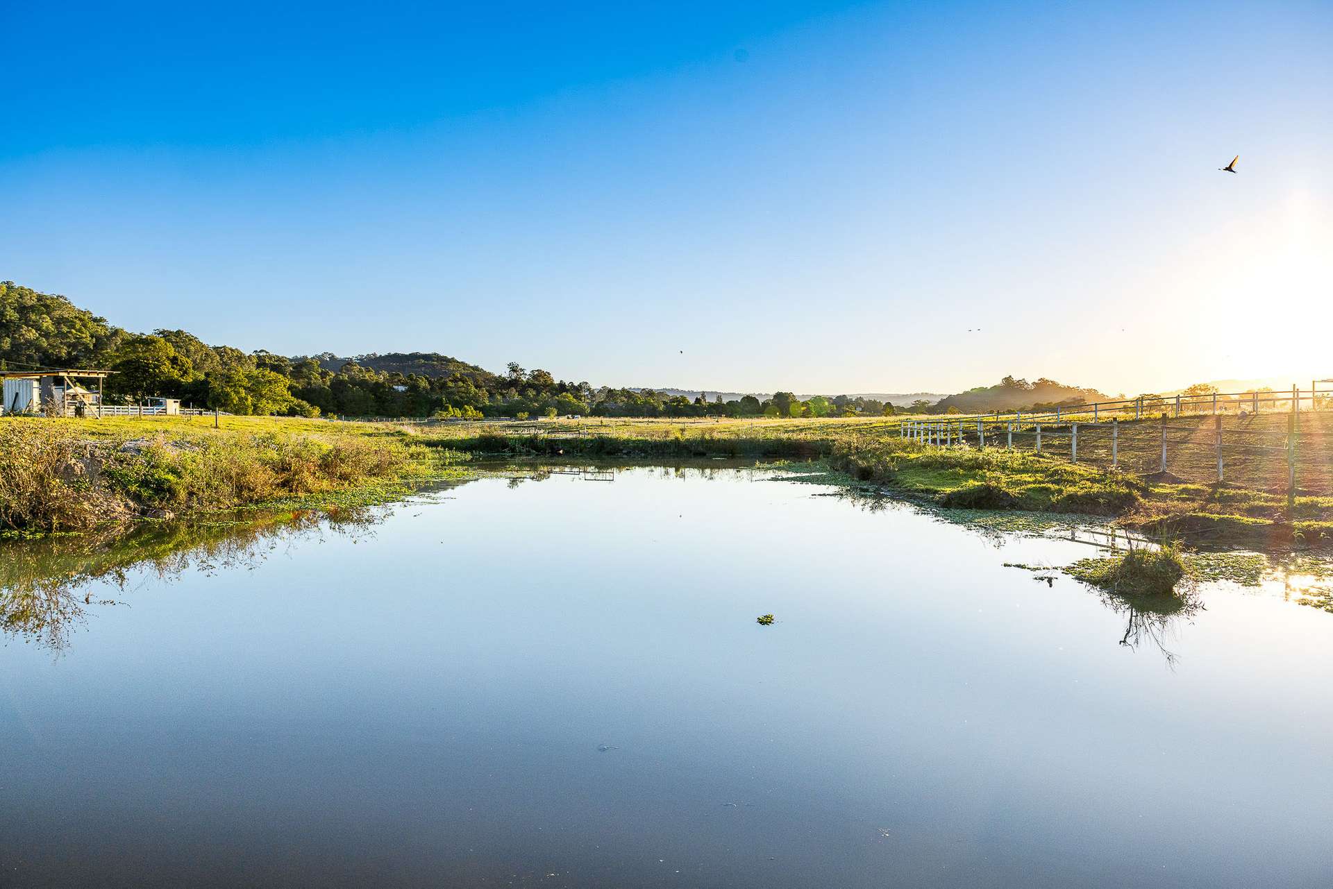 163-187 Petrie Creek Road, Rosemount For Sale by Farmbuy.com - image 7