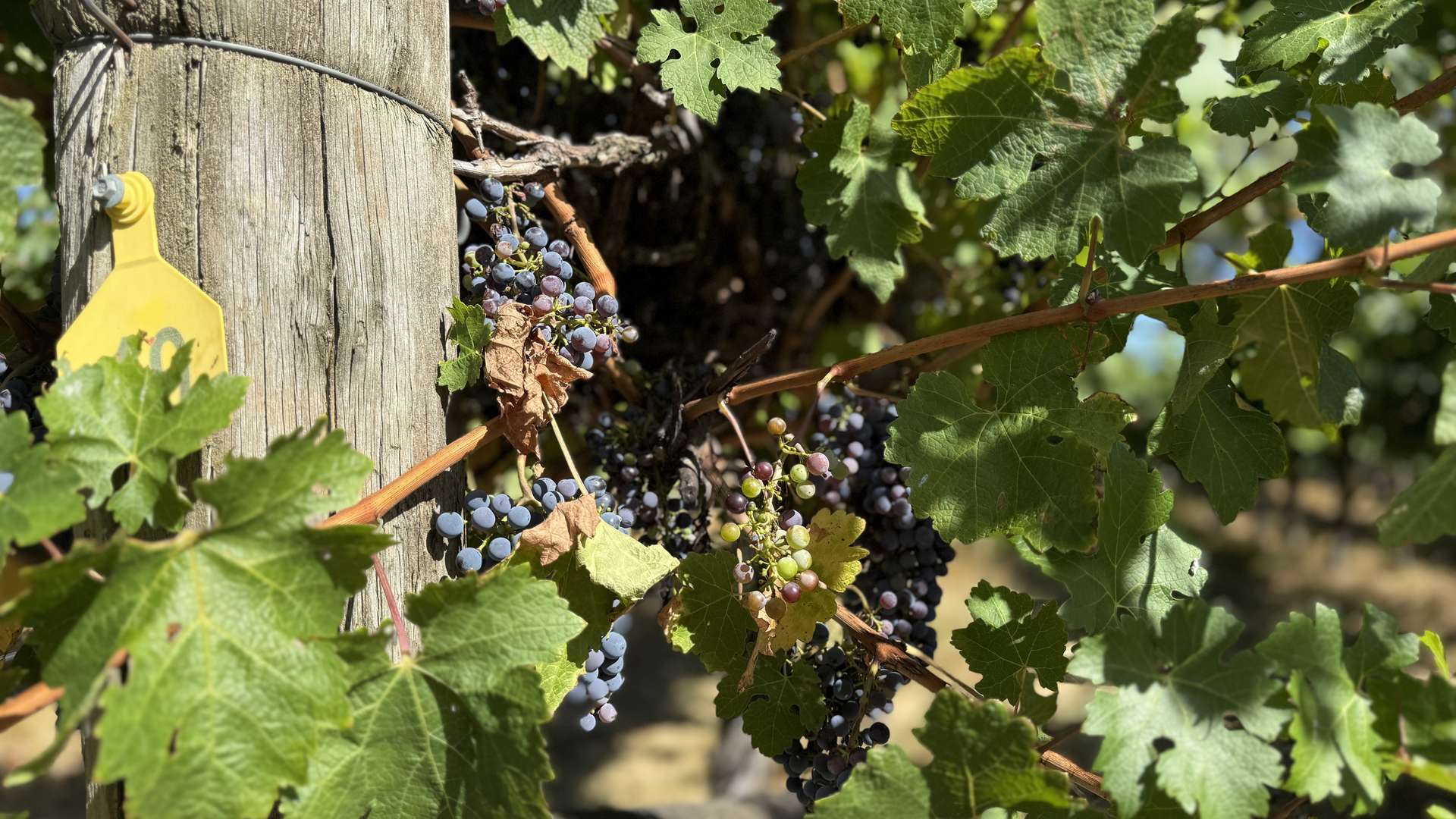 Allotment/2 V&A Lane, Penola For Sale by Farmbuy.com - image 10