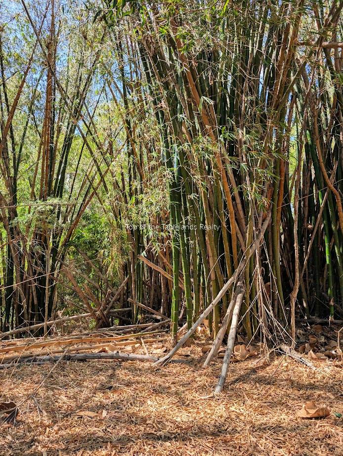 1718 Oaky Creek Road, Cooktown For Sale by Farmbuy.com - image 16