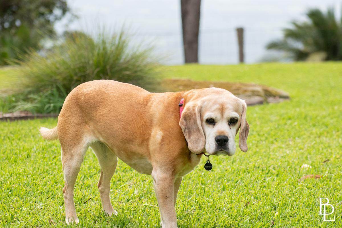 332 Emerys Road, Tapitallee For Sale by Farmbuy.com - image 29