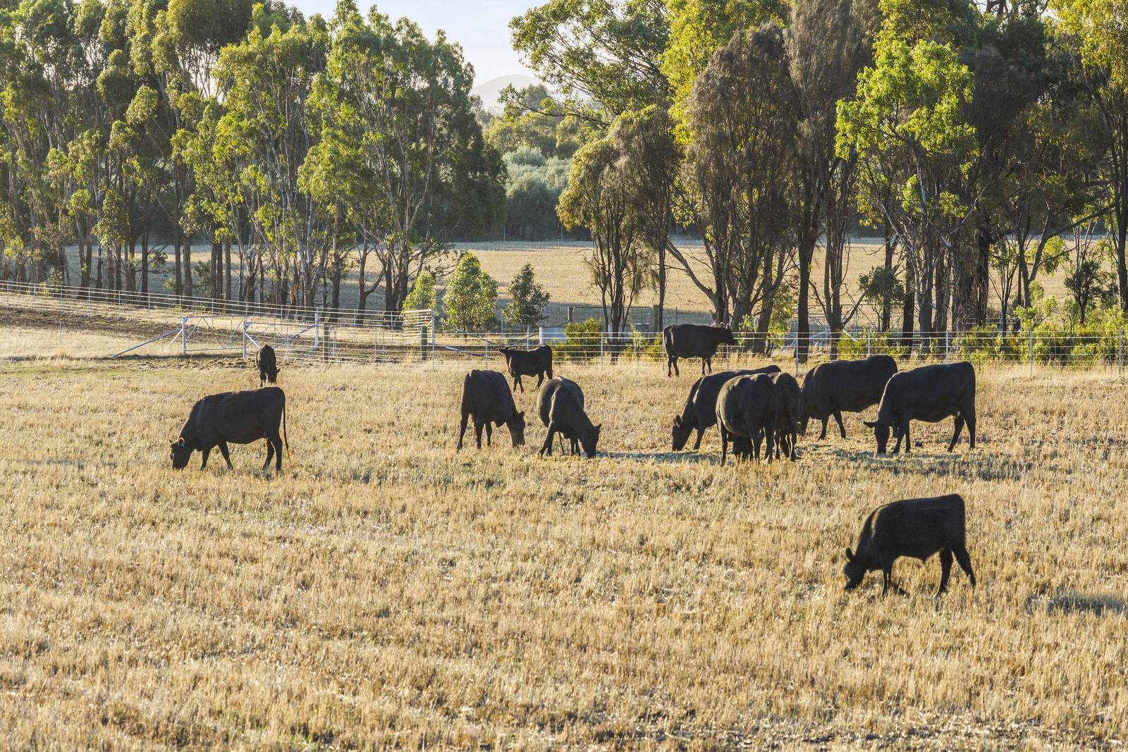 644 Baringhup West Road, Baringhup West For Sale by Farmbuy.com - image 15