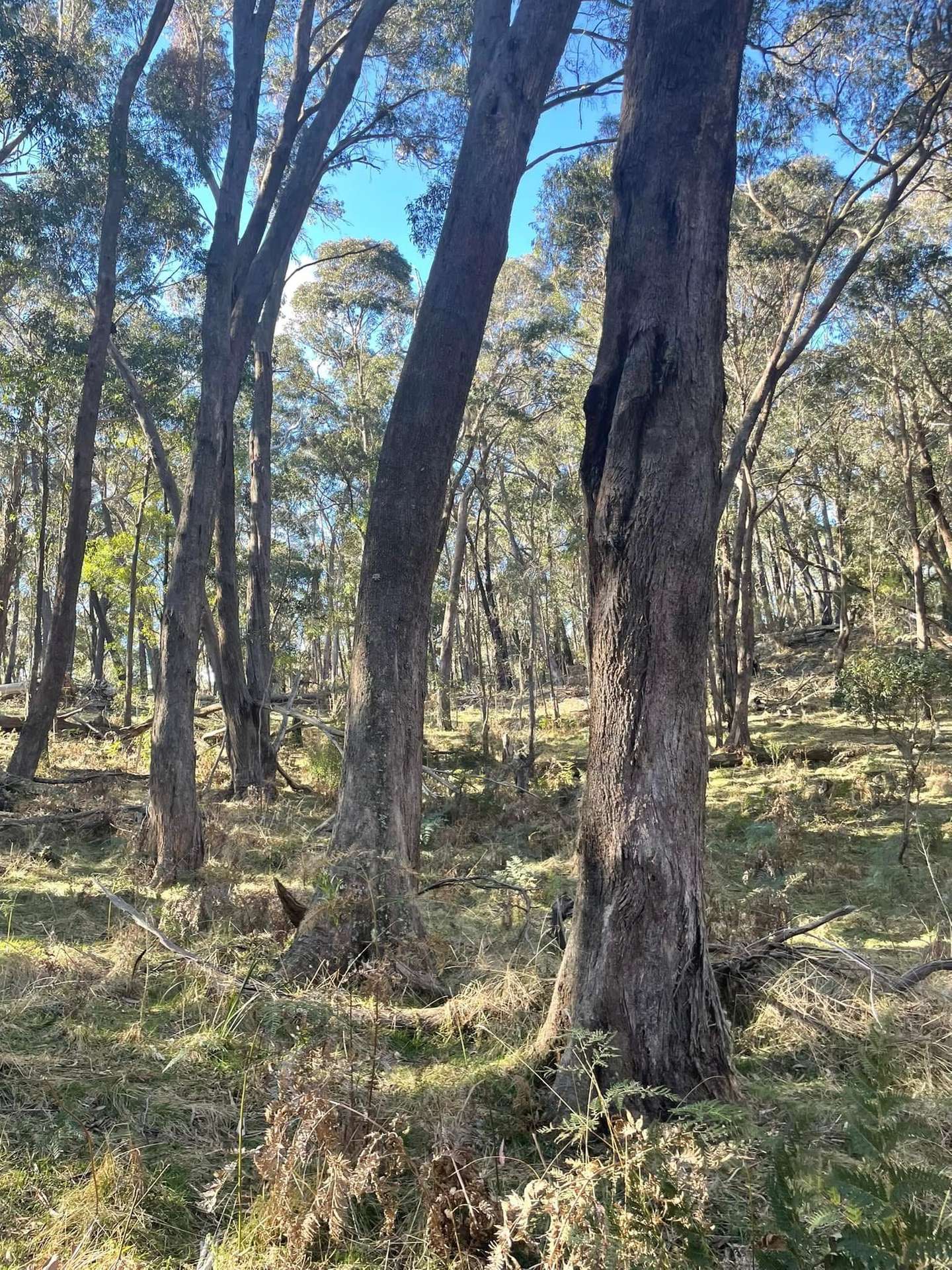 681 Hereford Hall Road, Hereford Hall Via, Braidwood For Sale by Farmbuy.com - image 10
