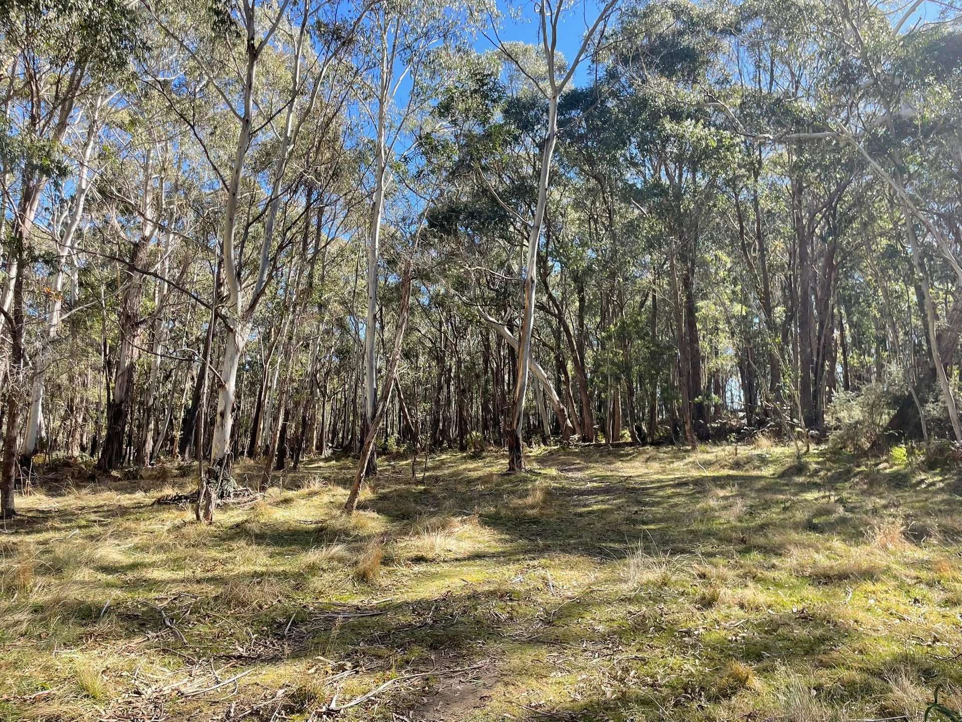 681 Hereford Hall Road, Hereford Hall Via, Braidwood For Sale by Farmbuy.com - image 4