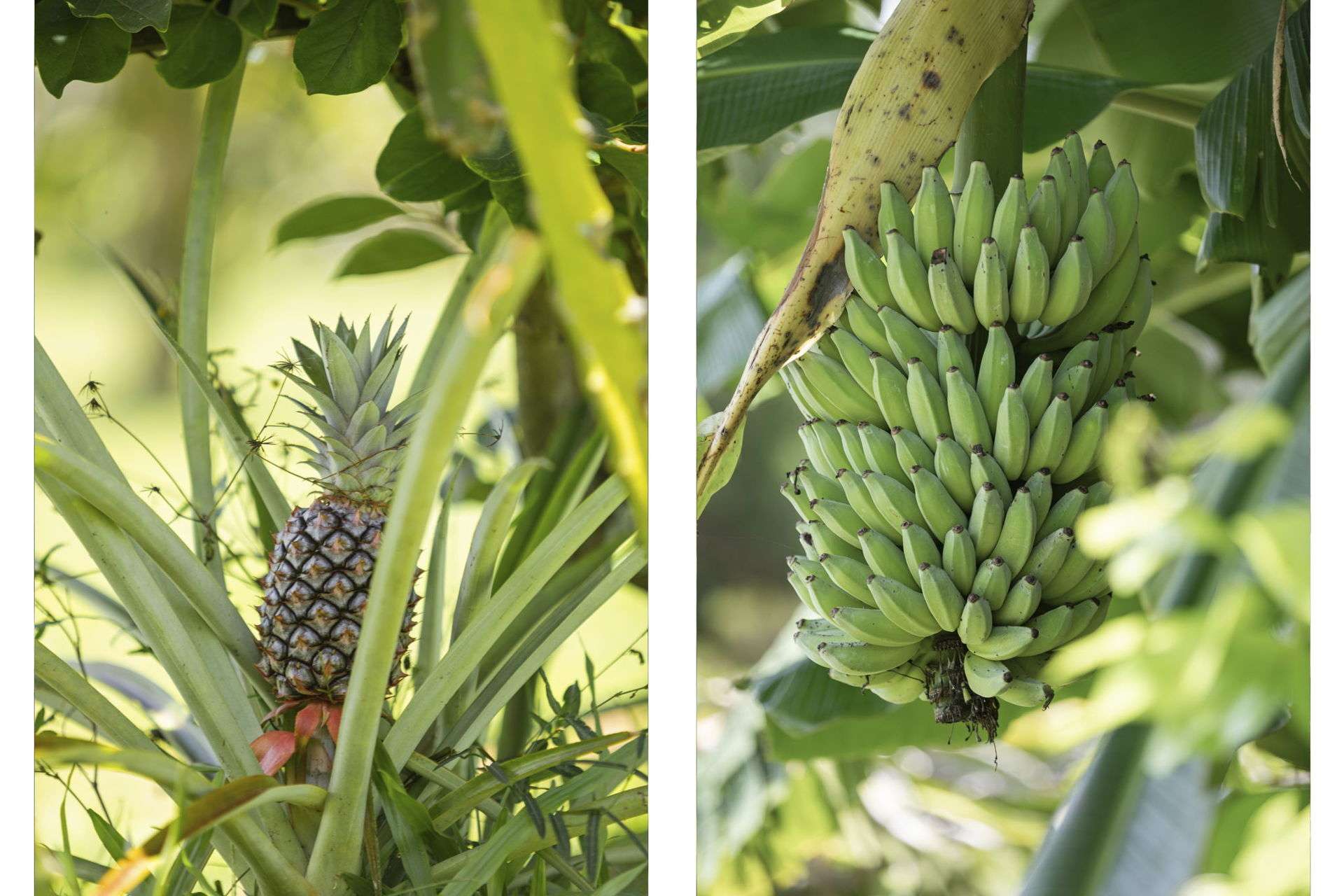 109 Fraser Road, Beerwah Auction by Farmbuy.com - image 19