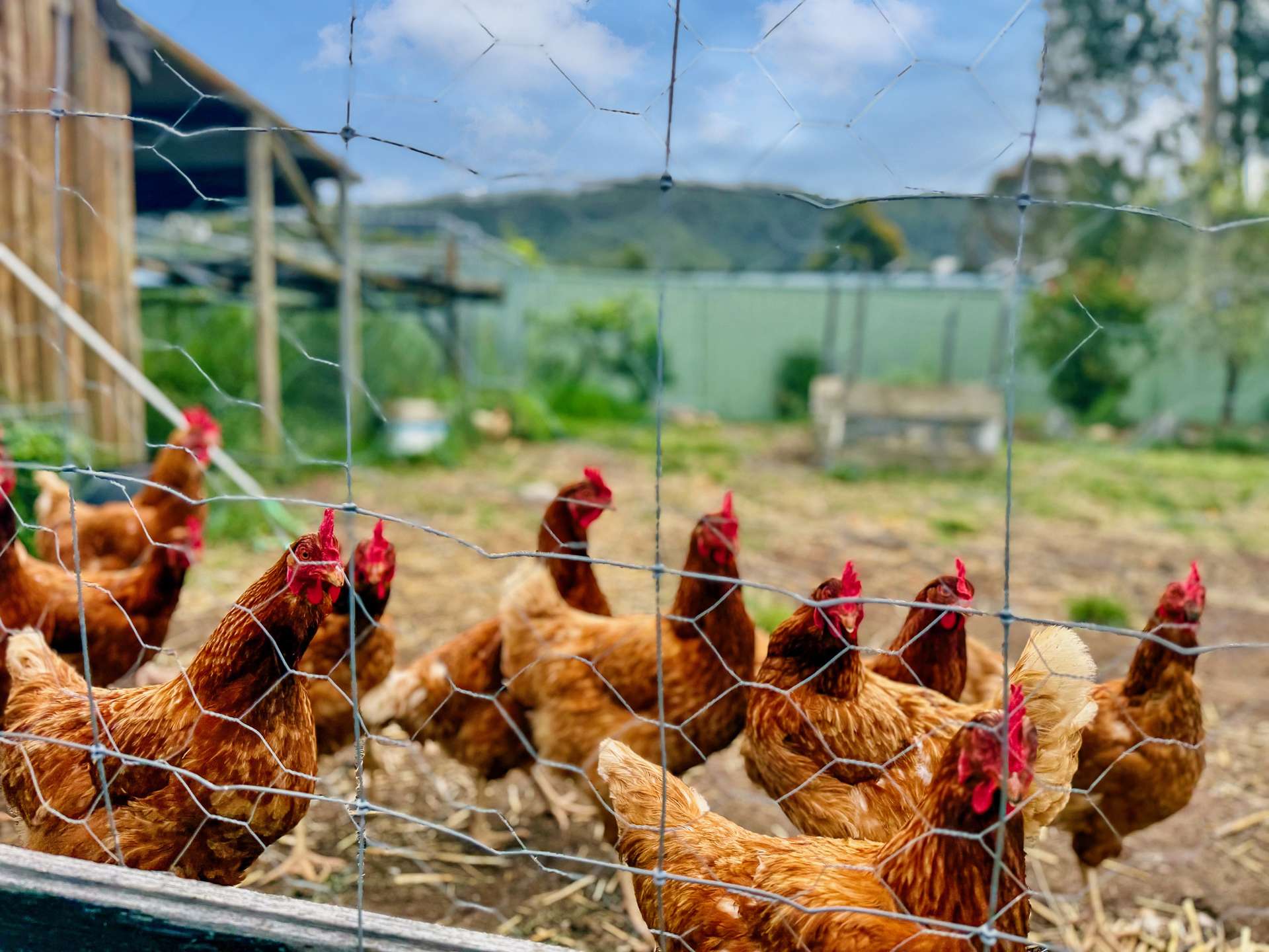 121 Eglinford Lane, Congewai For Sale by Farmbuy.com - image 26