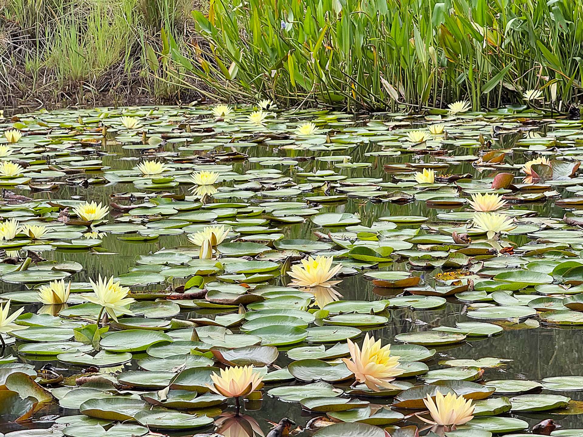 121 Eglinford Lane, Congewai For Sale by Farmbuy.com - image 29