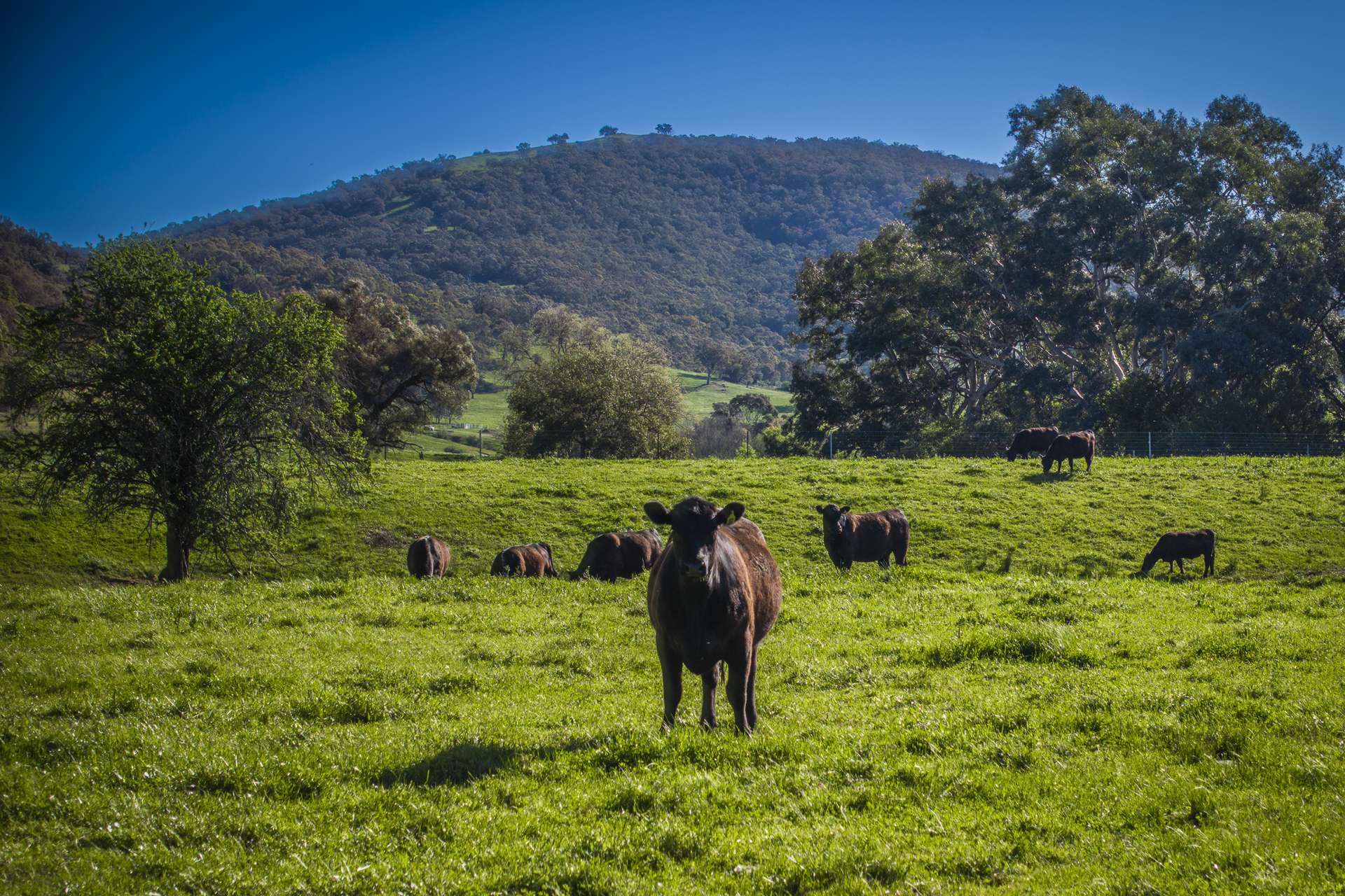 - Murray River Road, Pine Mountain For Sale by Farmbuy.com - image 4