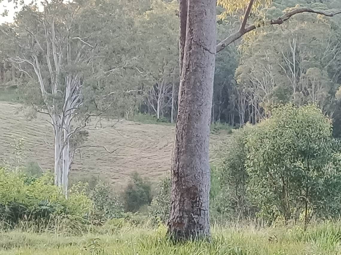 702 Comboyne Road, Byabarra For Sale by Farmbuy.com - image 16