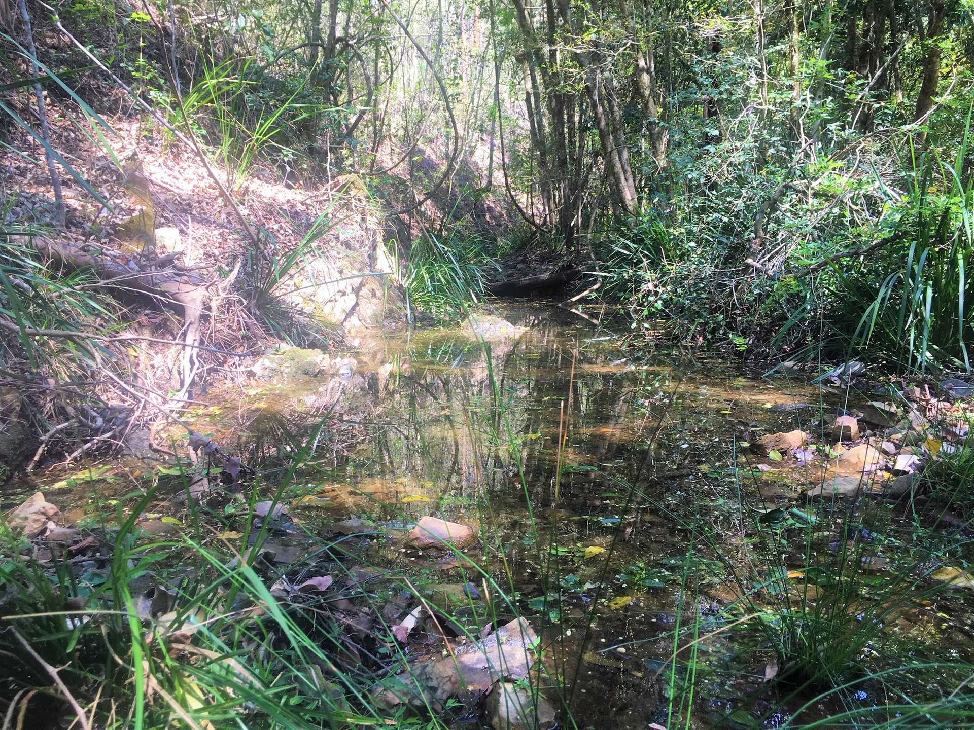 702 Comboyne Road, Byabarra For Sale by Farmbuy.com - image 10