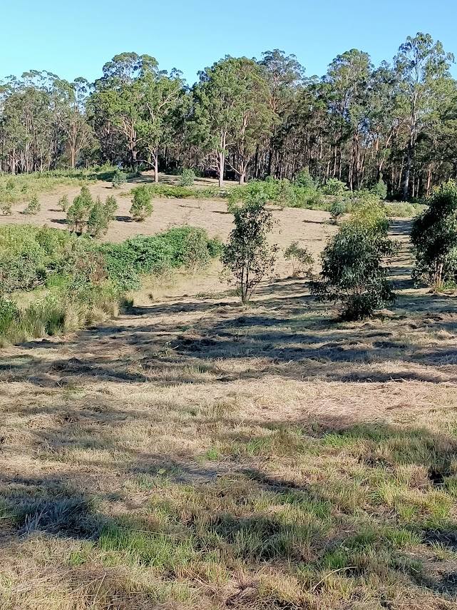 702 Comboyne Road, Byabarra For Sale by Farmbuy.com - image 14