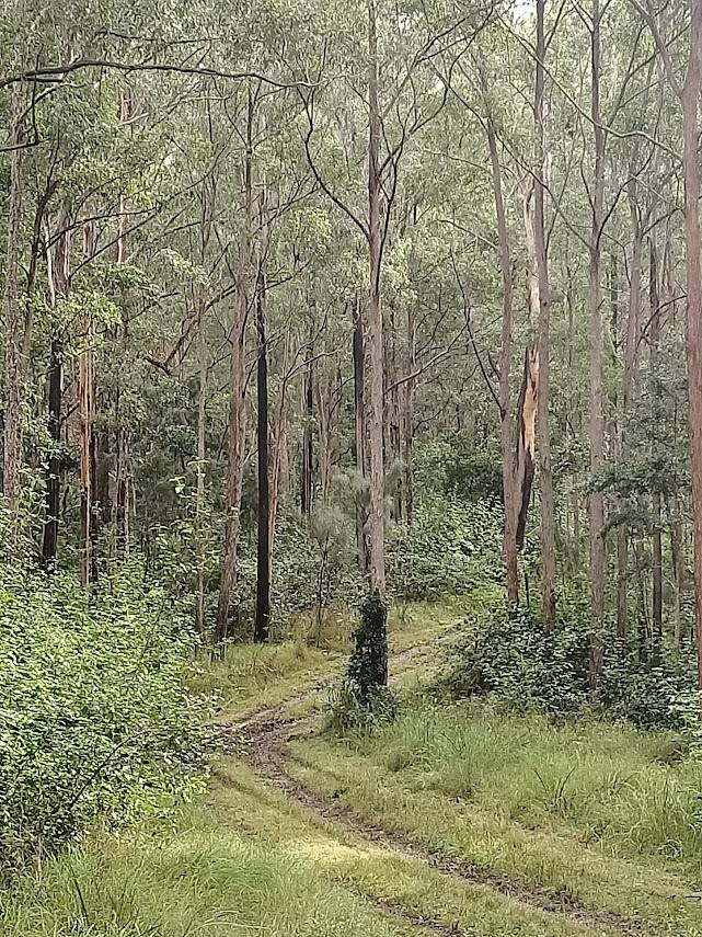 702 Comboyne Road, Byabarra For Sale by Farmbuy.com - image 19